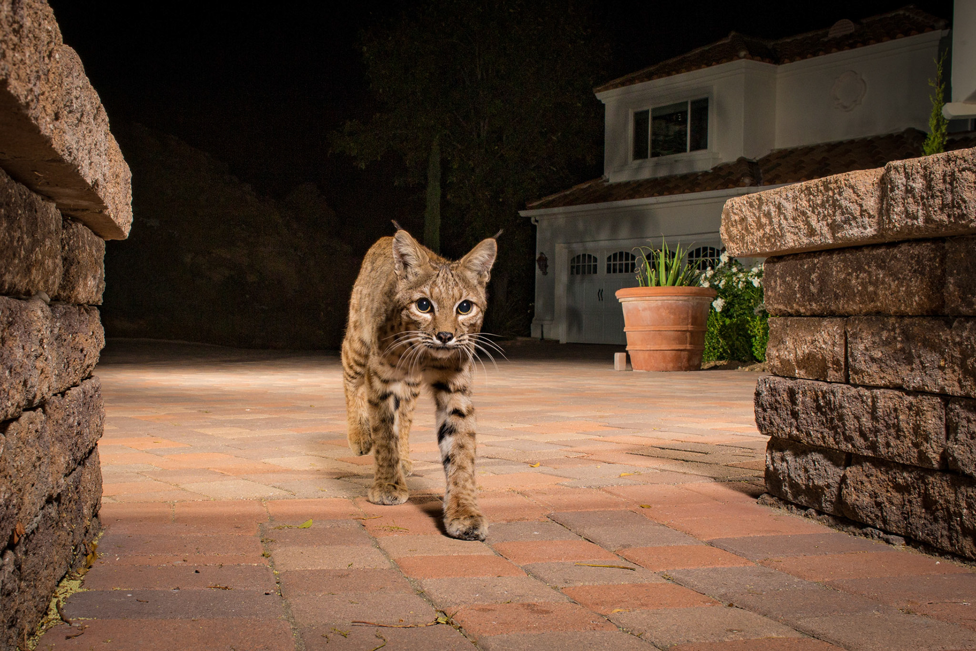 Young bobcat at my home. Westlake Village, CA. Cognisys Sabre trigger.