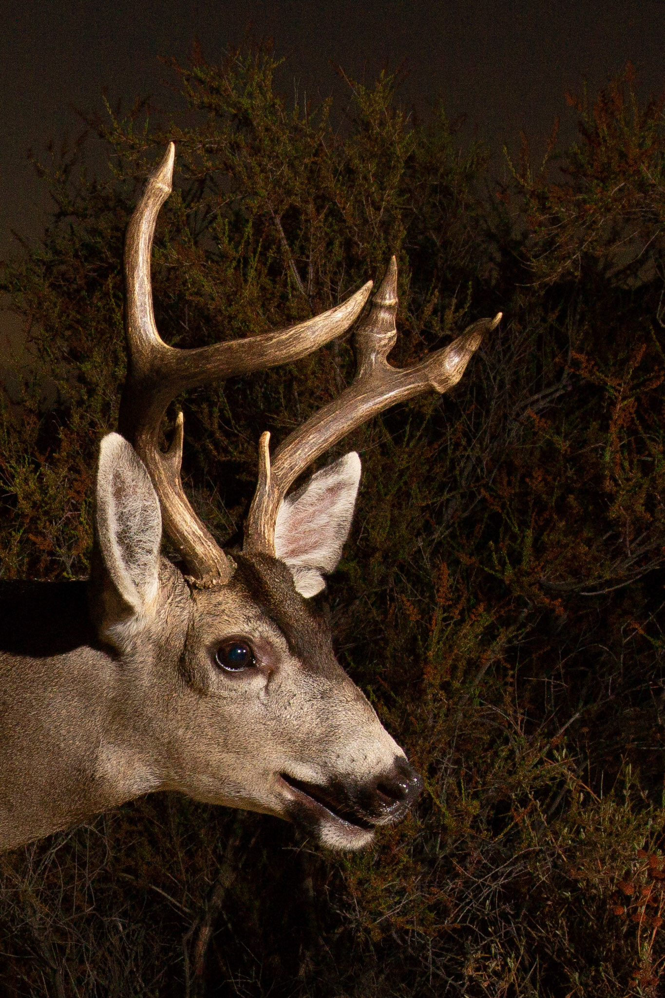 Lopsided buck - Chatsworth, CA. Cognisys Scout