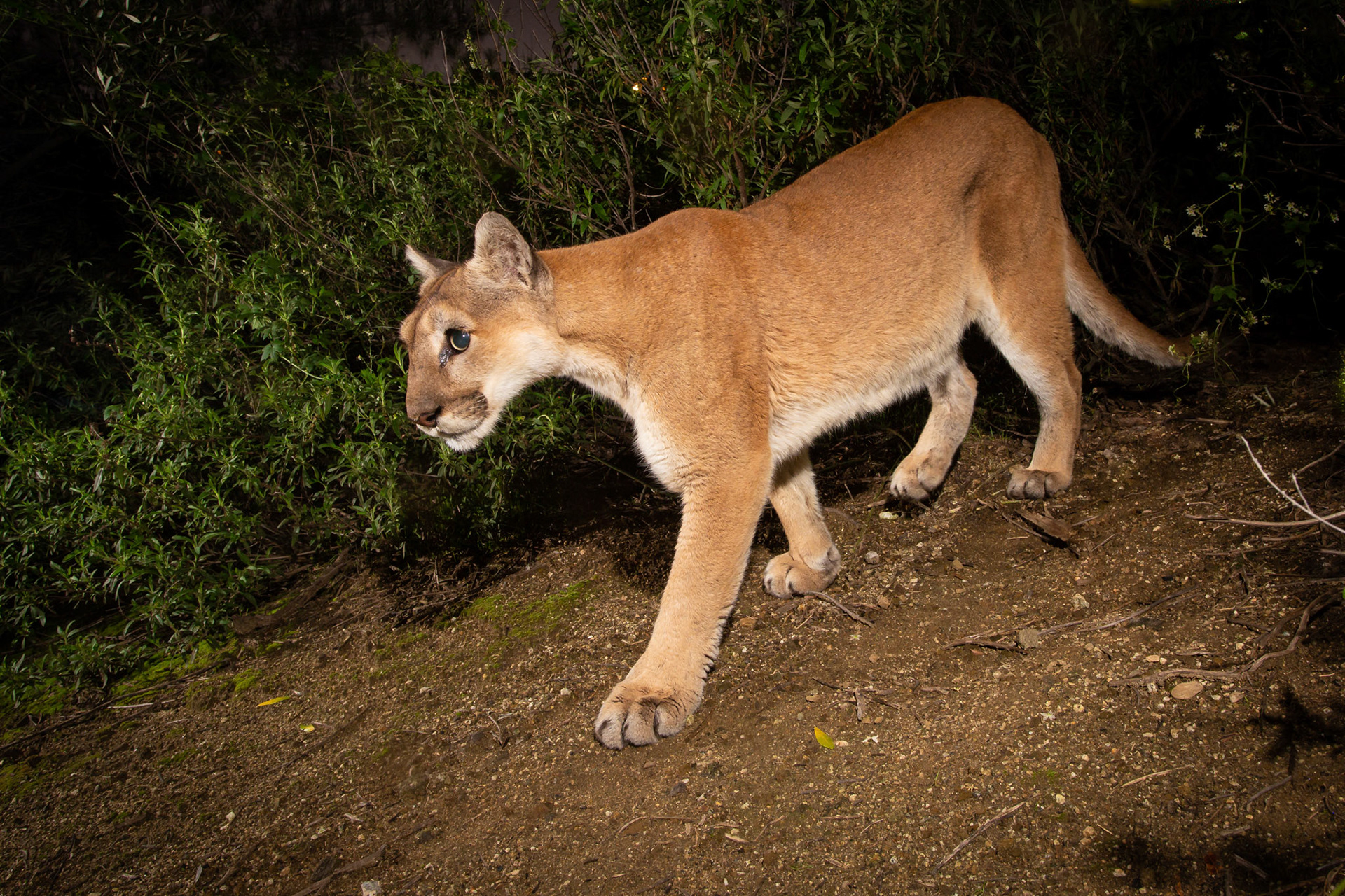 Nikita in an urban back yard - Los Angeles.