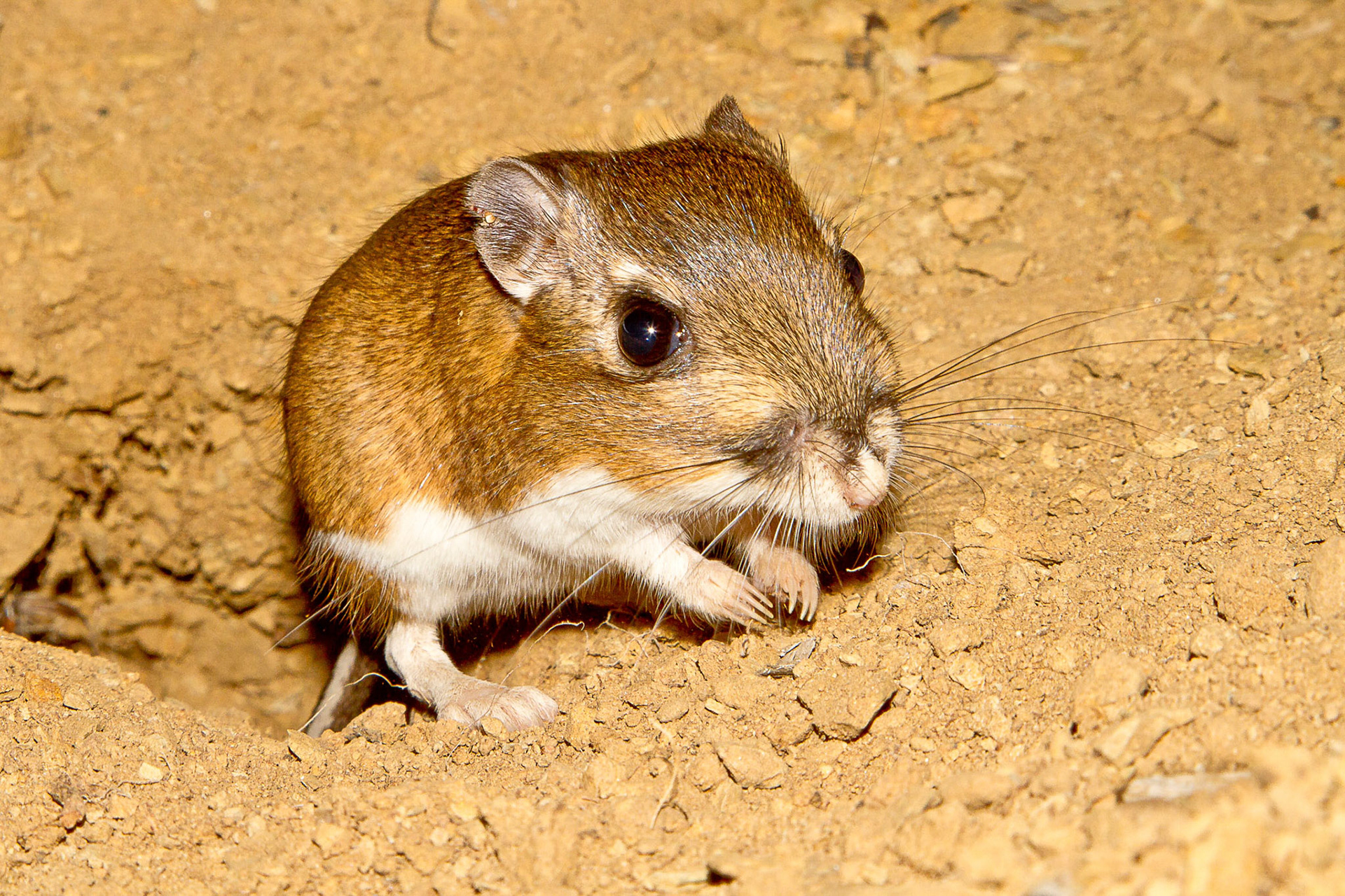 Dipodomys sp. Kangaroo Rat. Cognisys RangeIR