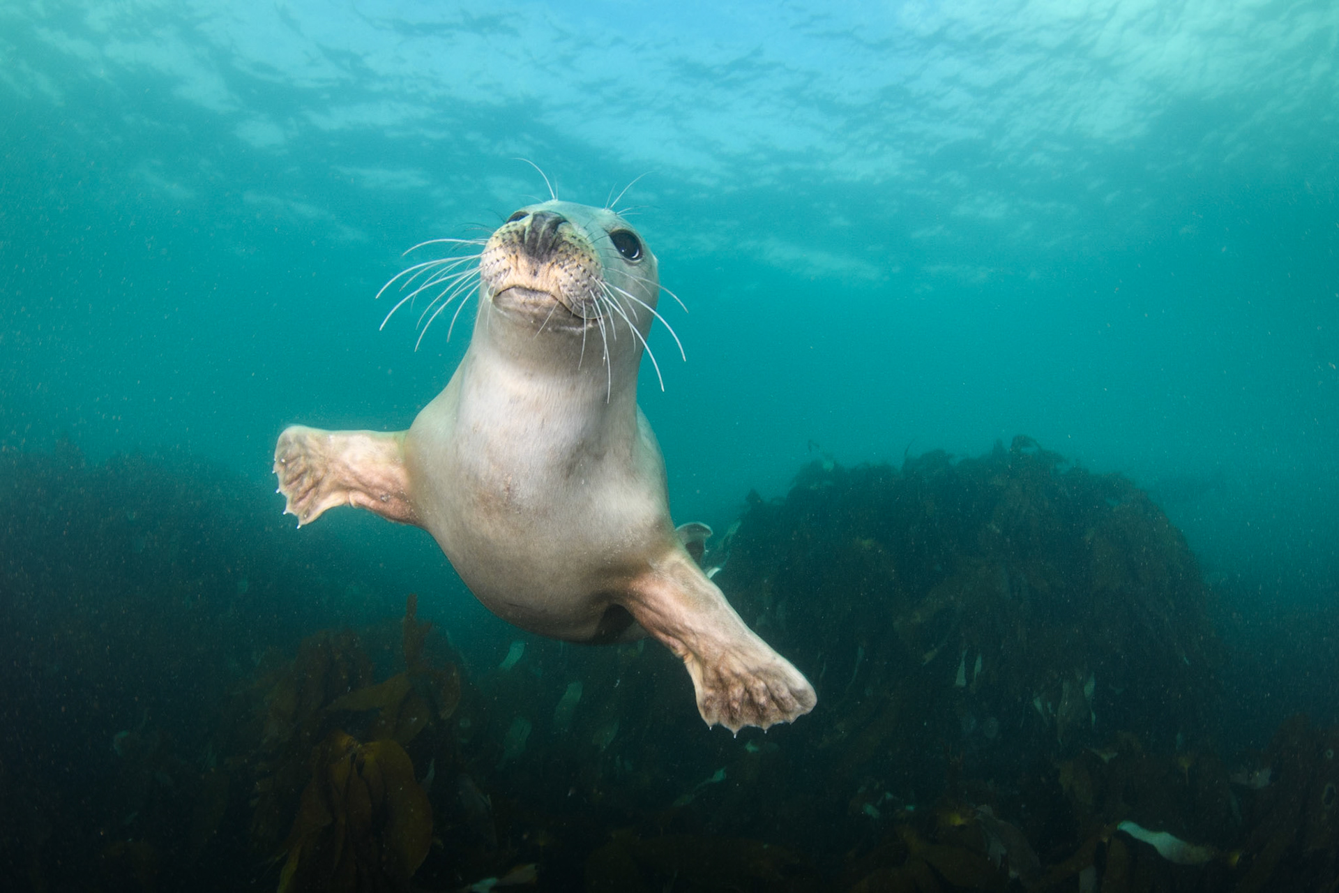 Playful juvenile grey seal, Farne Islands, UK