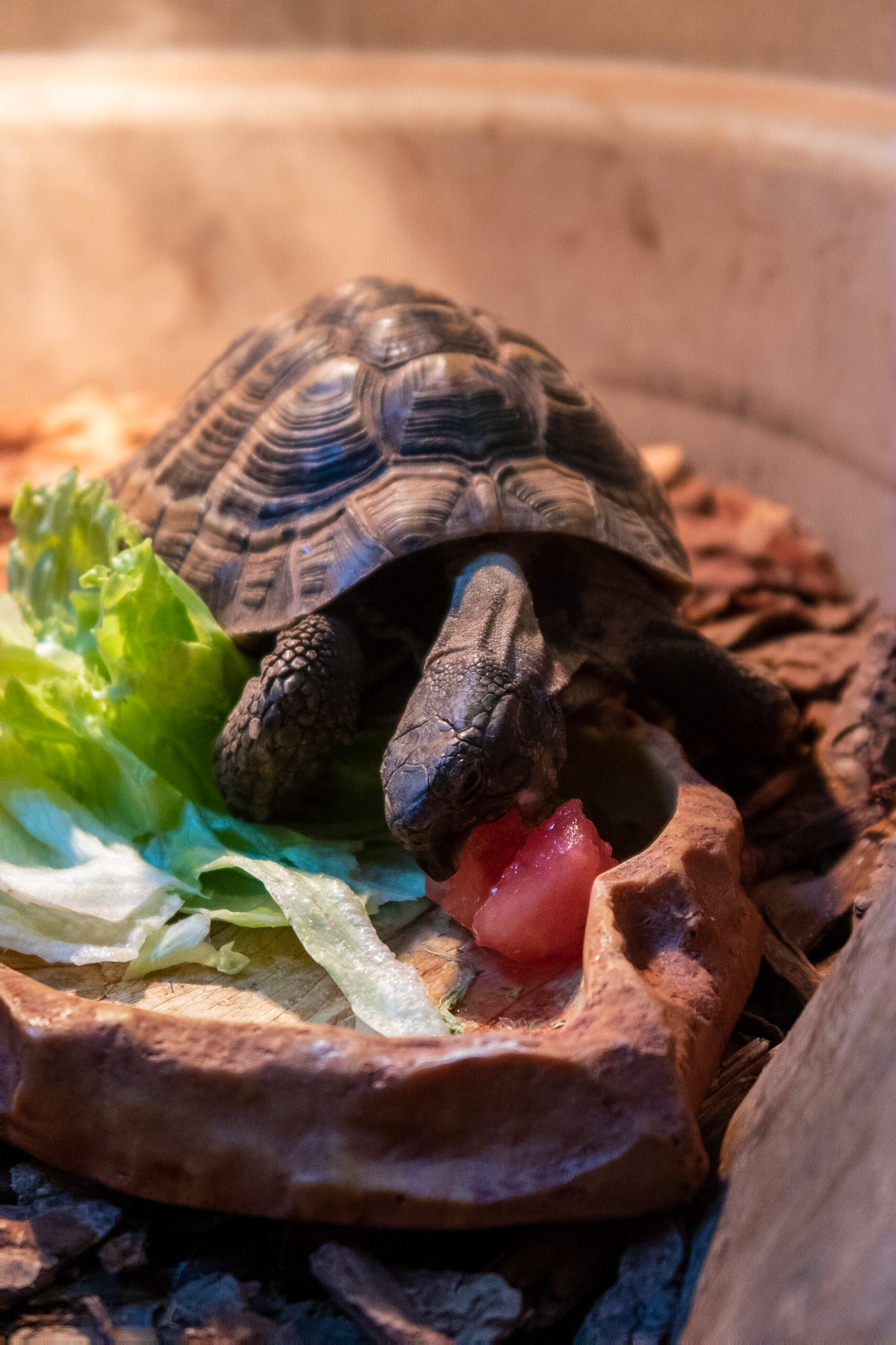 Turbo the Russian Tortoise