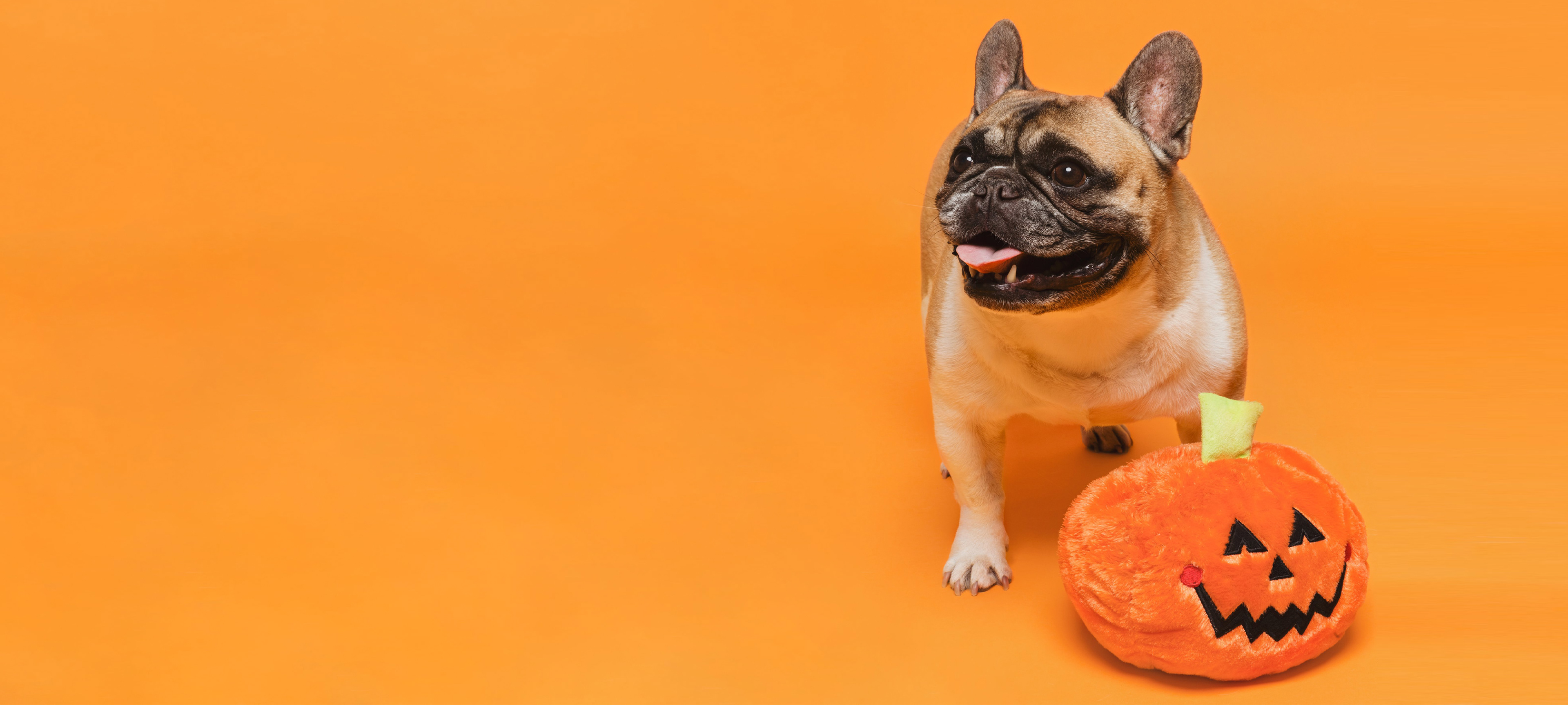 pug with a halloween pumpkin teddy, designing a halloween marketing campaign header image