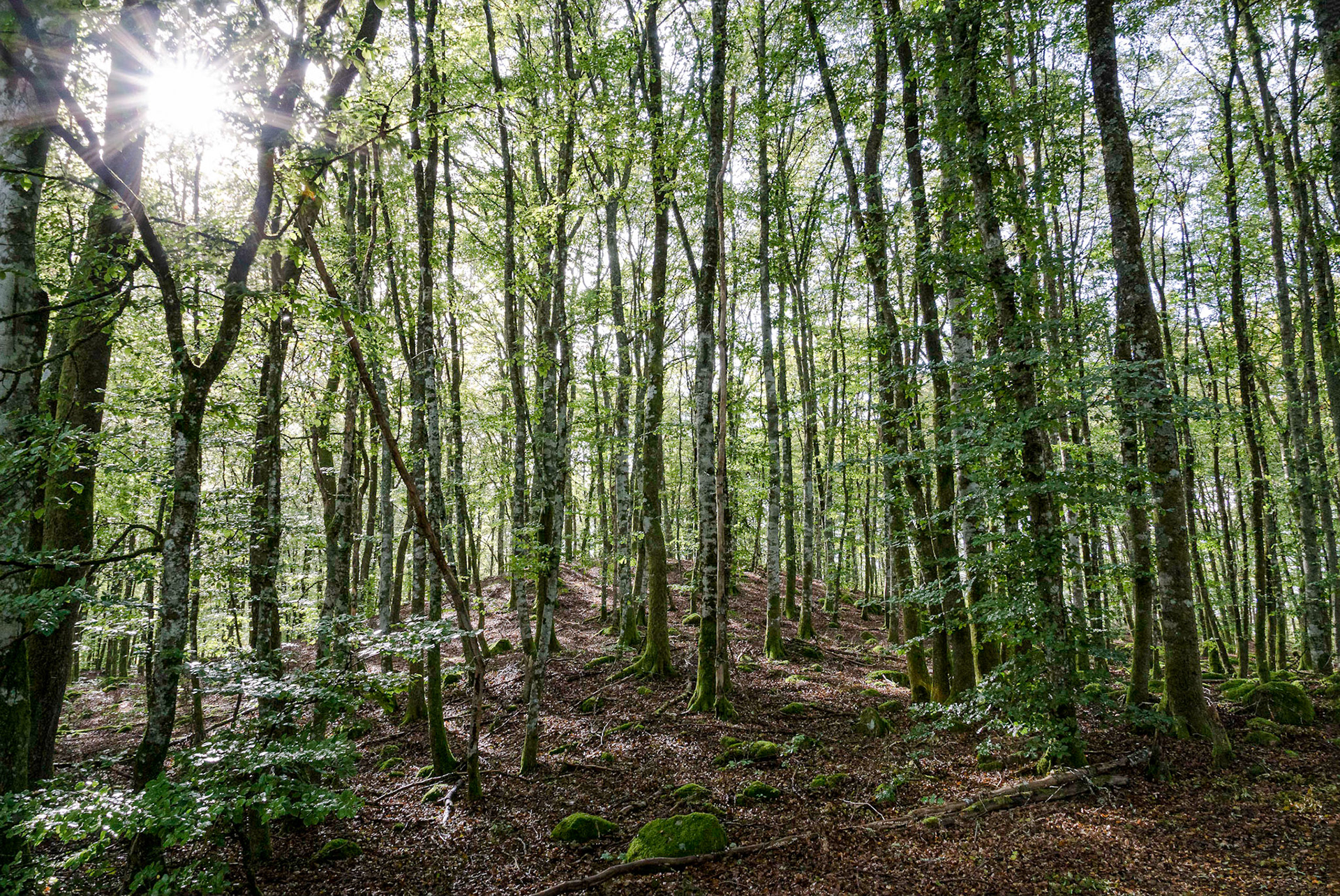 Unser Wald vorm Haus