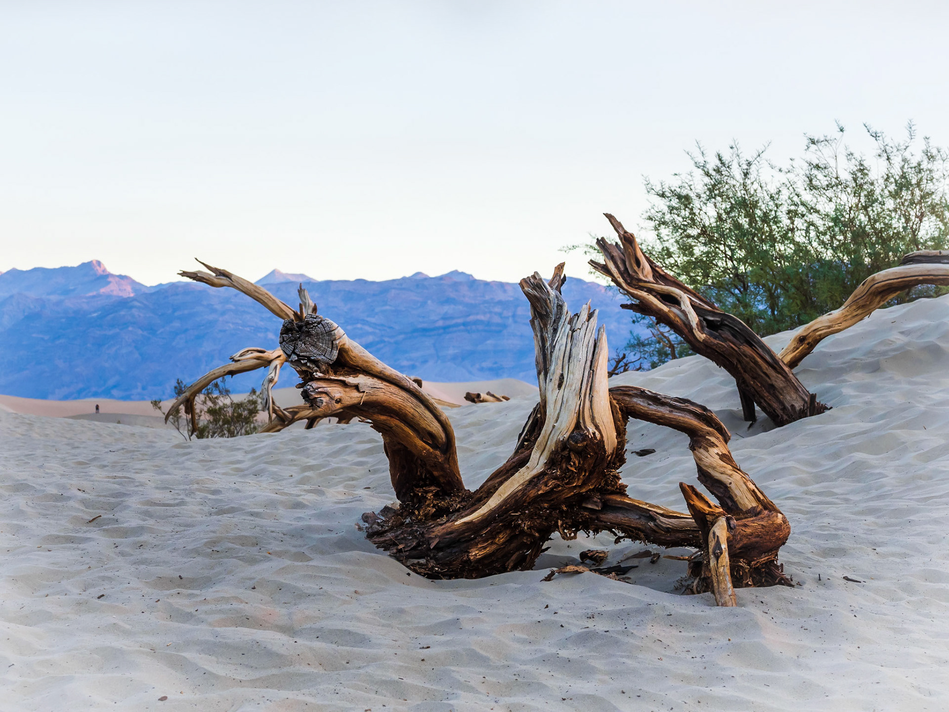 Dead Trees at Mesquite Flat