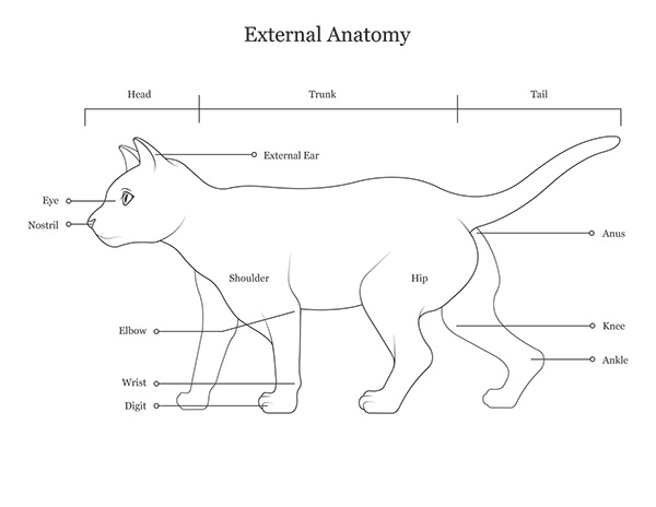 Alexandra Altamuro - Cat Dissection Manual