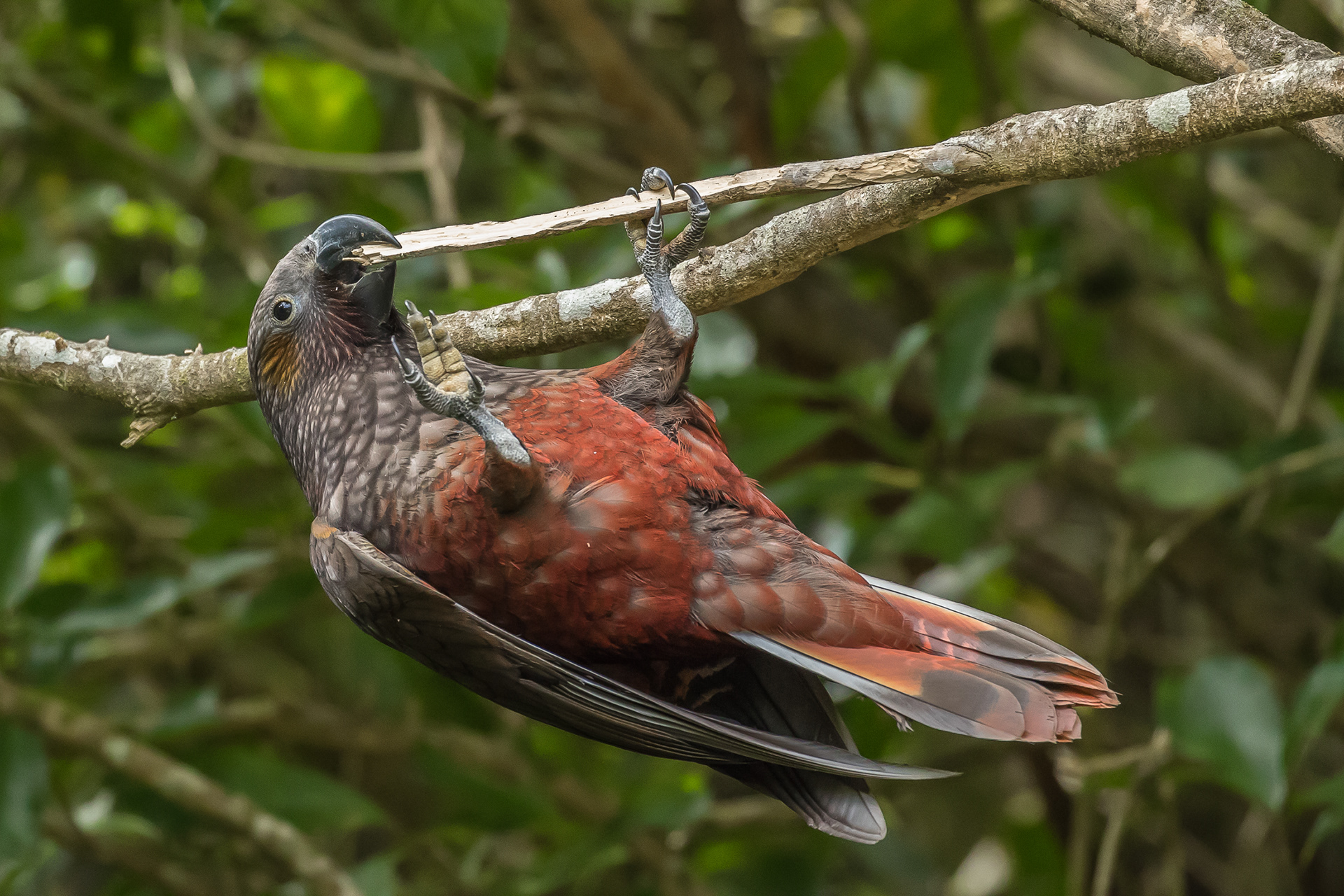 North Island Kākā