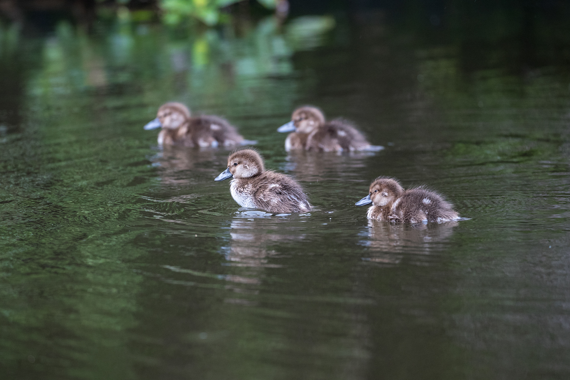 Pāpango (Juvenile Scaup)