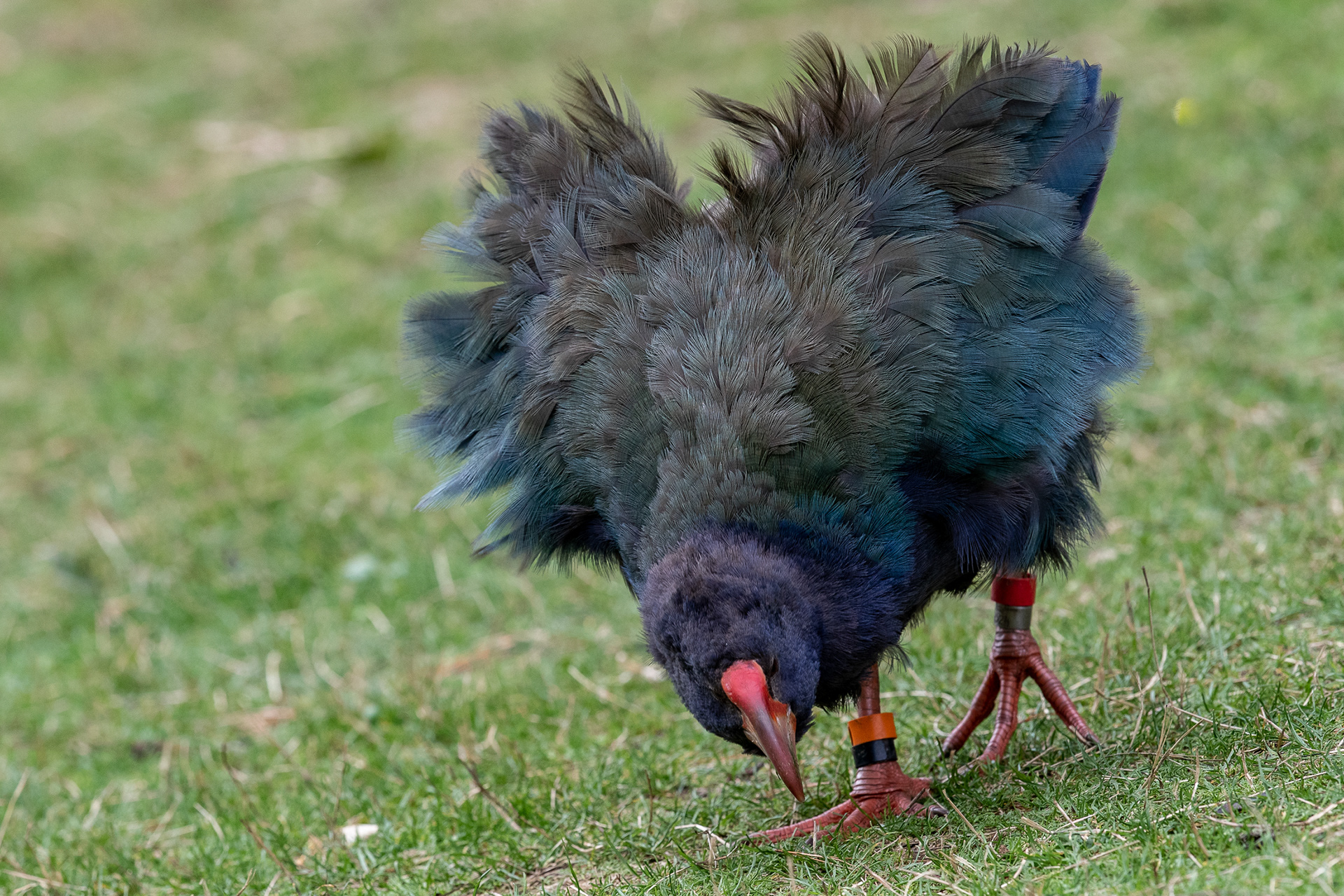 Takahē