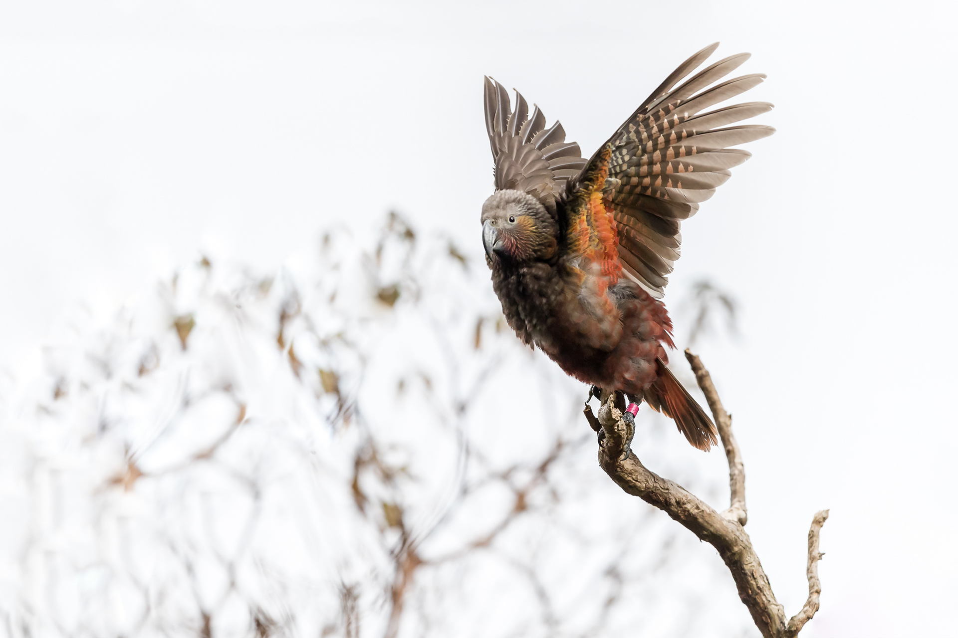 North Island Kākā