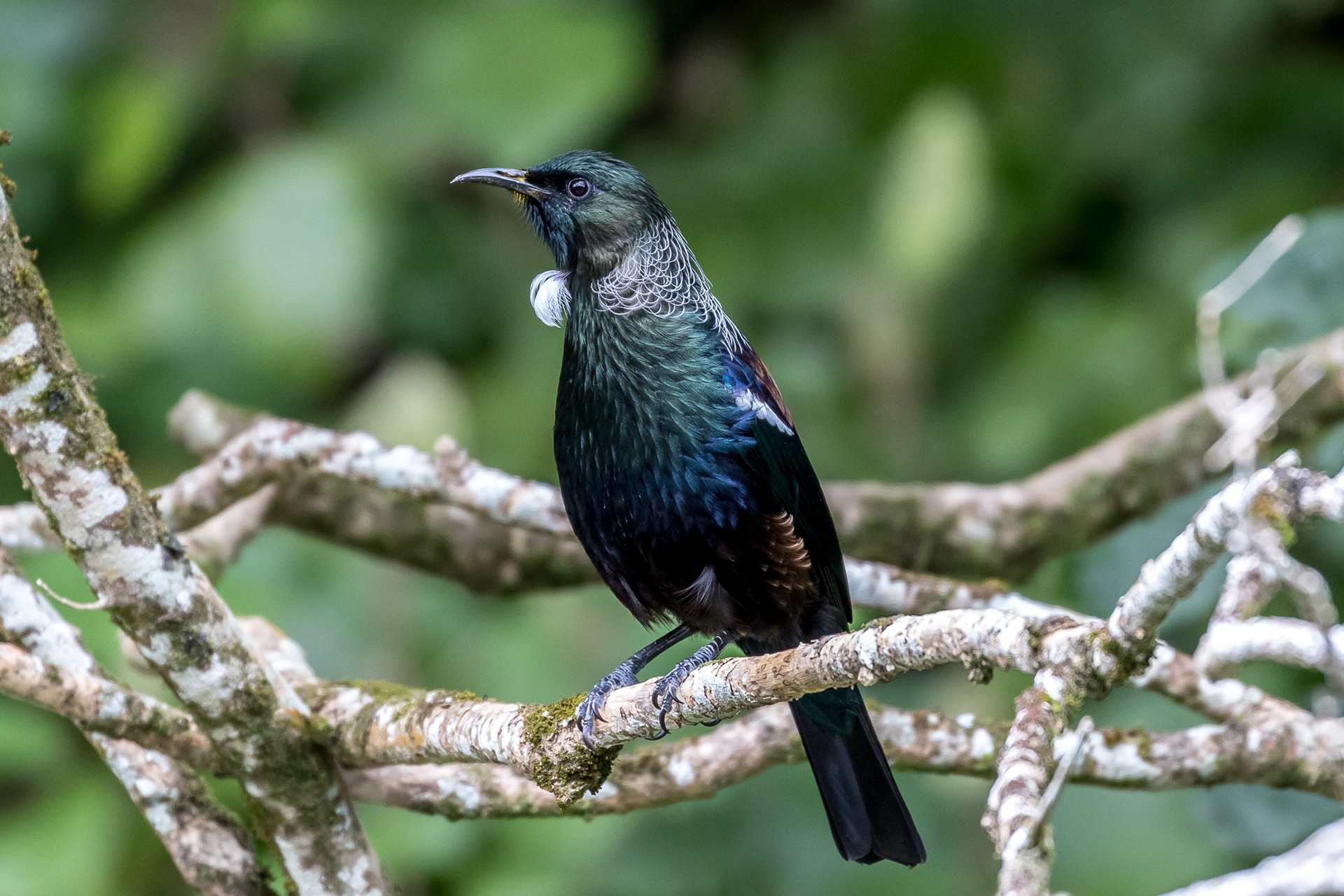 Tūī