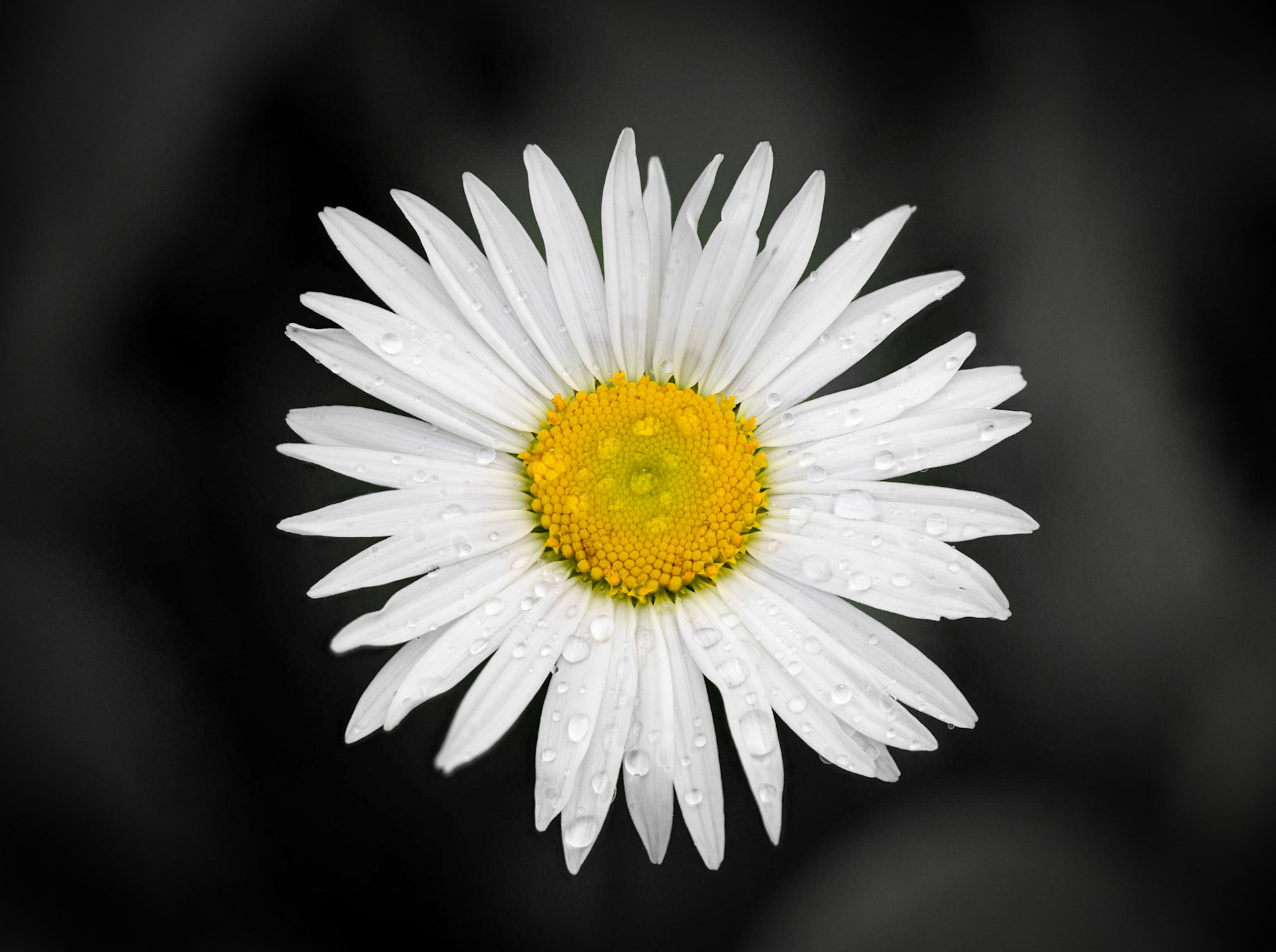 Daisy