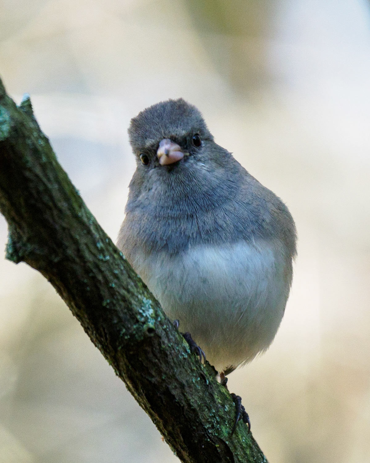 Dark-eyed Junco
