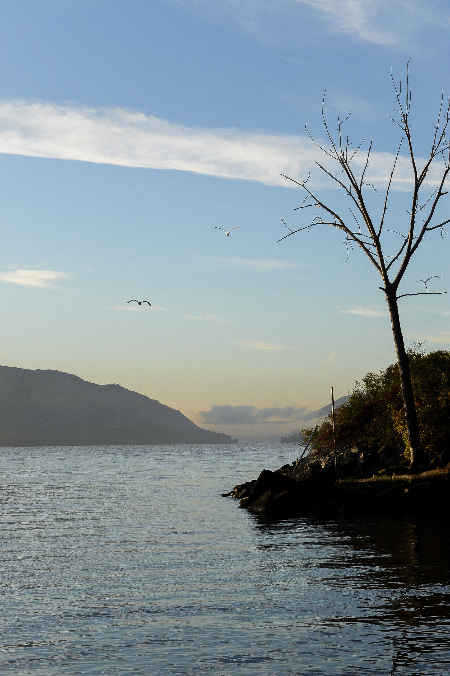 Sea gulls, the Hudson River