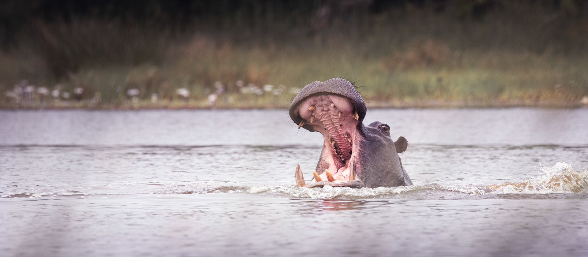 Colgate - Hippos of Khwai Botswana 2017