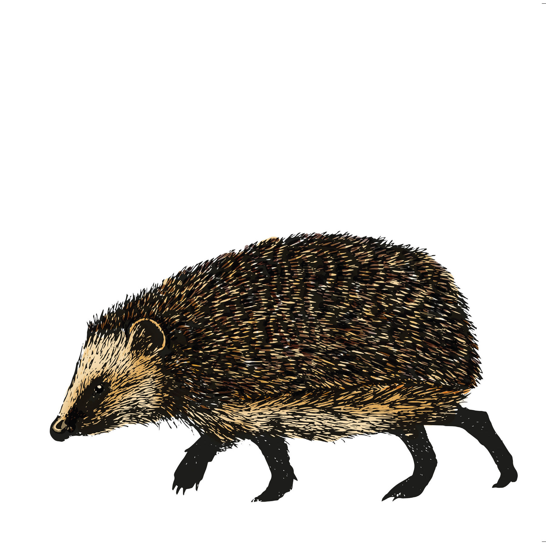 Hedgehog - ink + digital