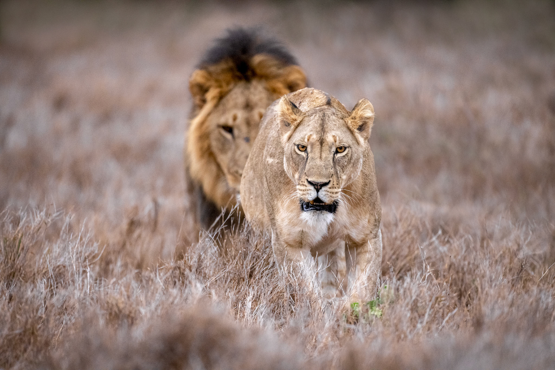 African Lions – Lewa, Kenya