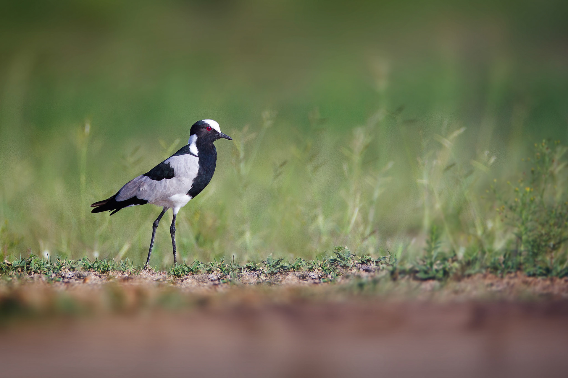 Blacksmith Plover – Kruger Park, South Africa