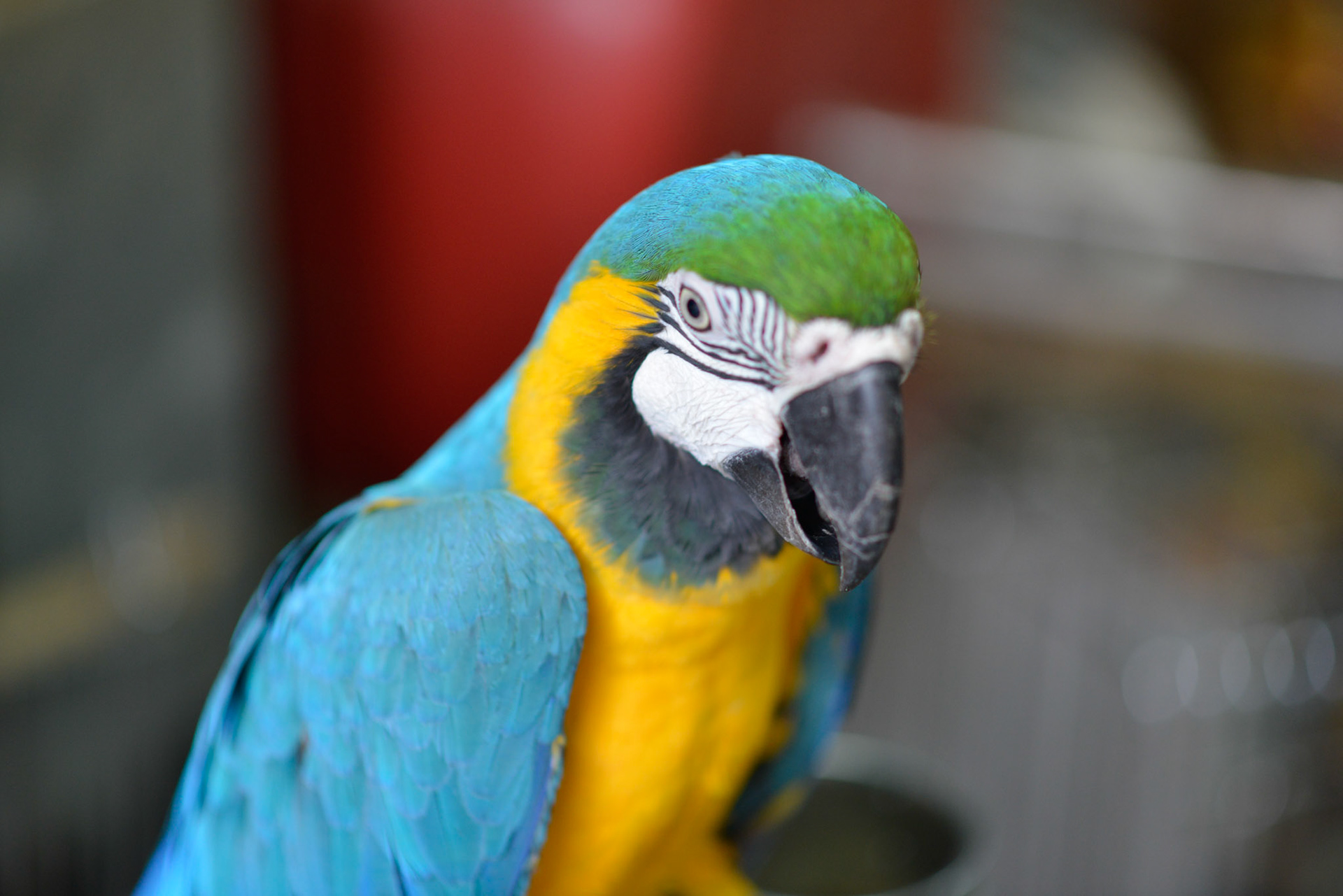Colorful Parrot in Hong Kong Bird Market