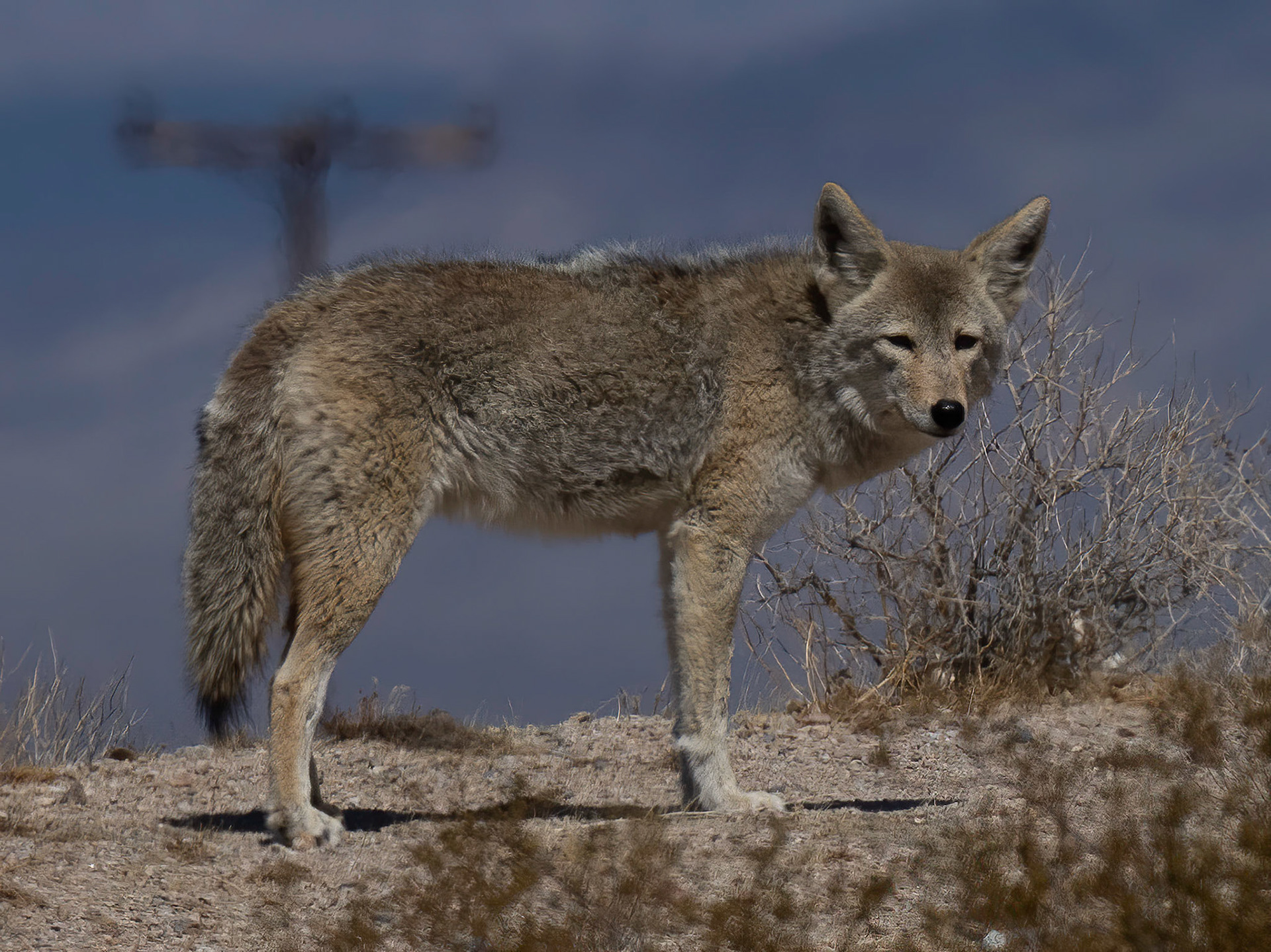 Coyote, Mojave Desert