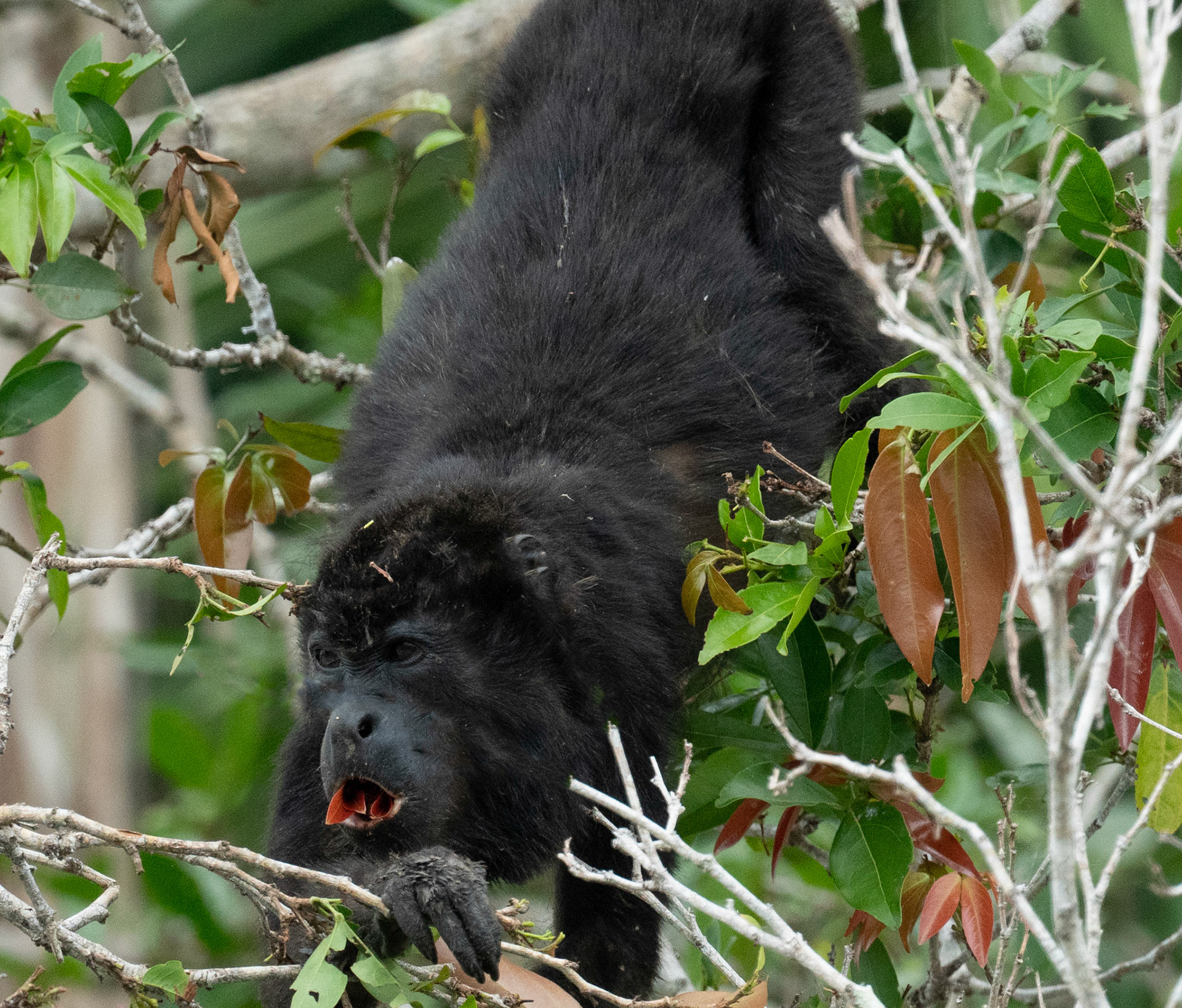 Howler Monkey, Panama