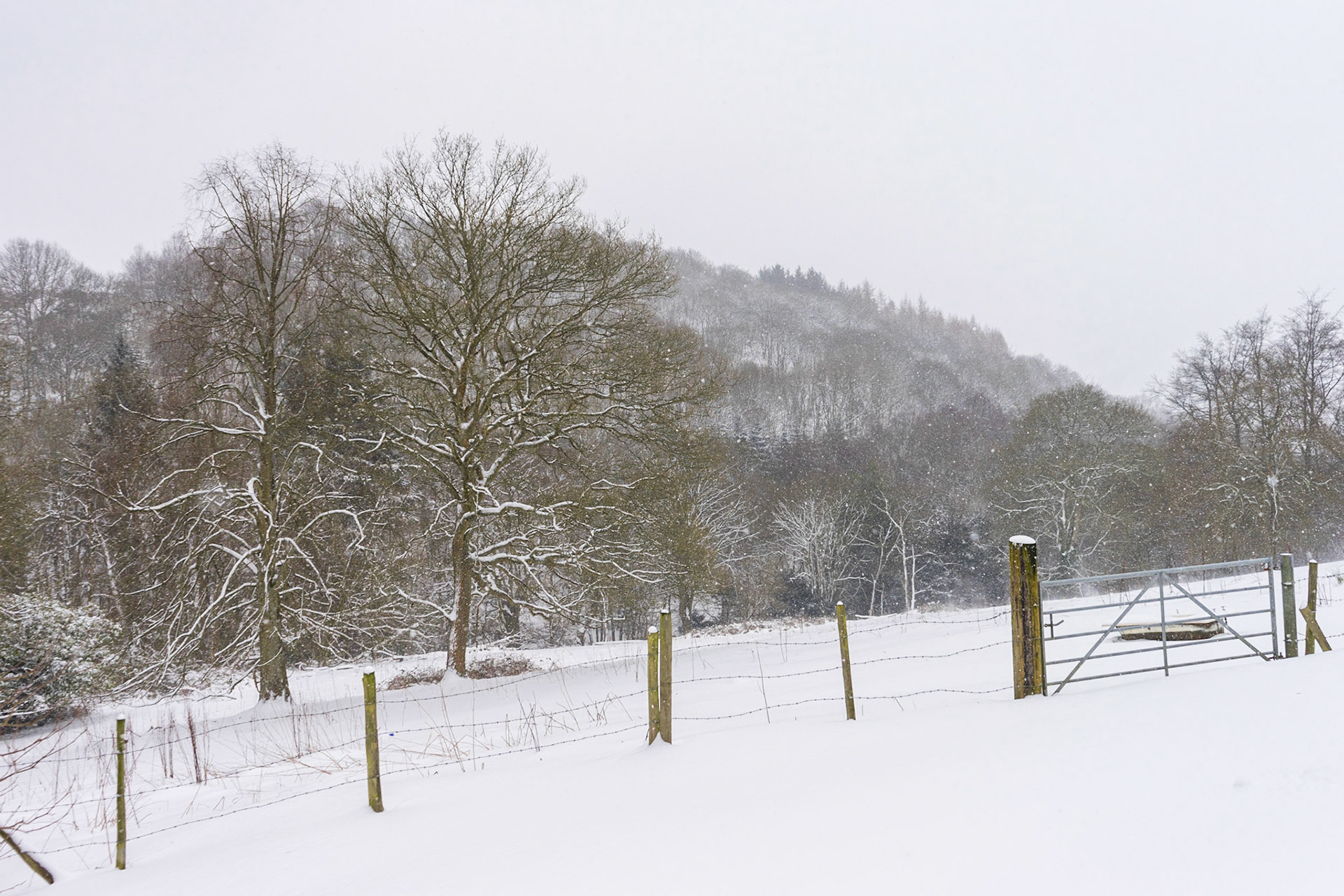 Midwinter