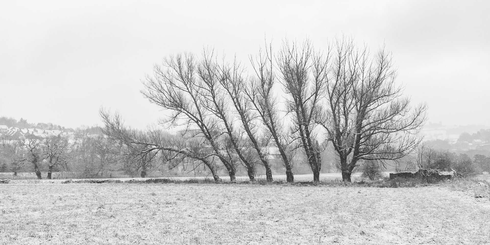 Trees and Ruined Barn