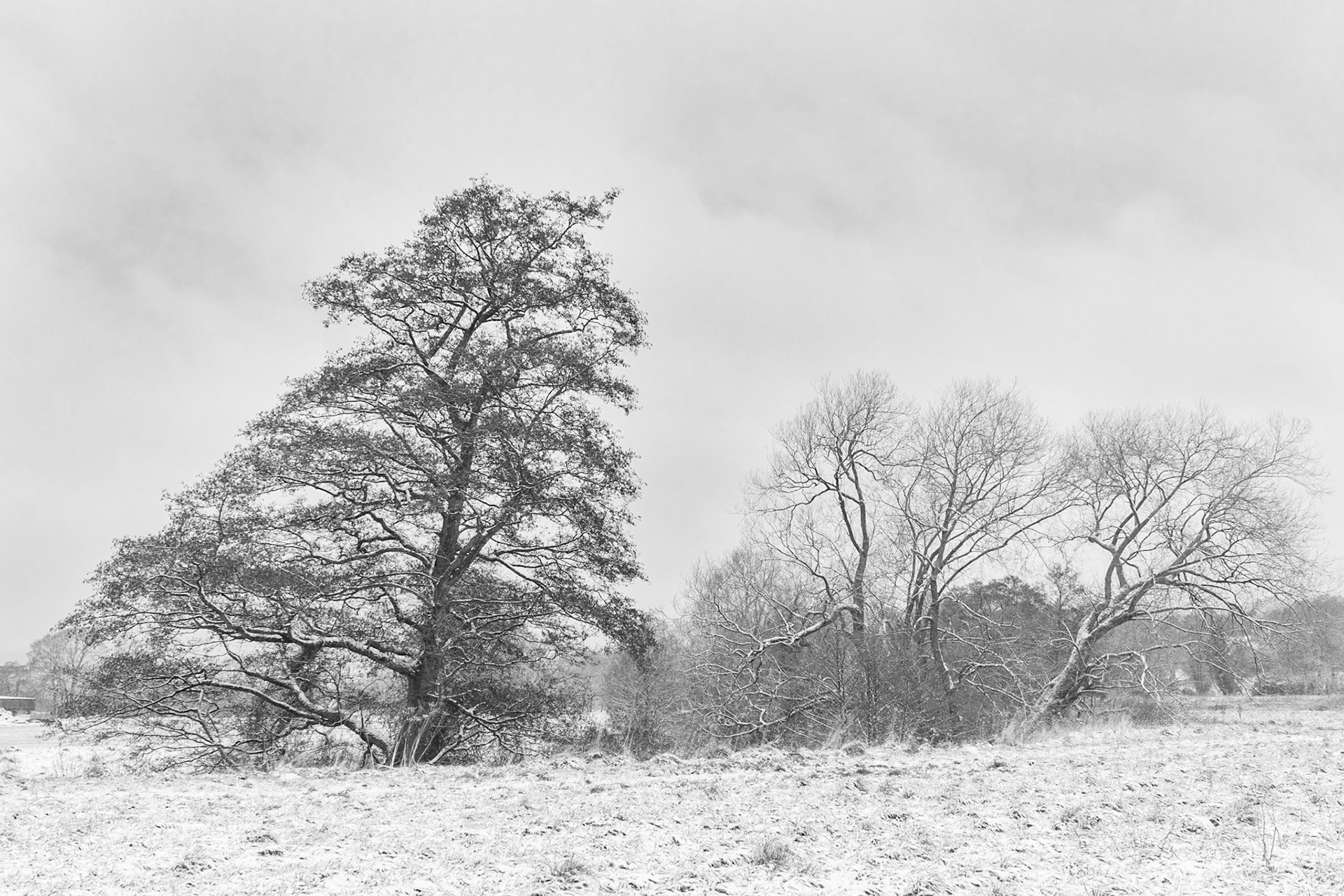 Meadow Snow