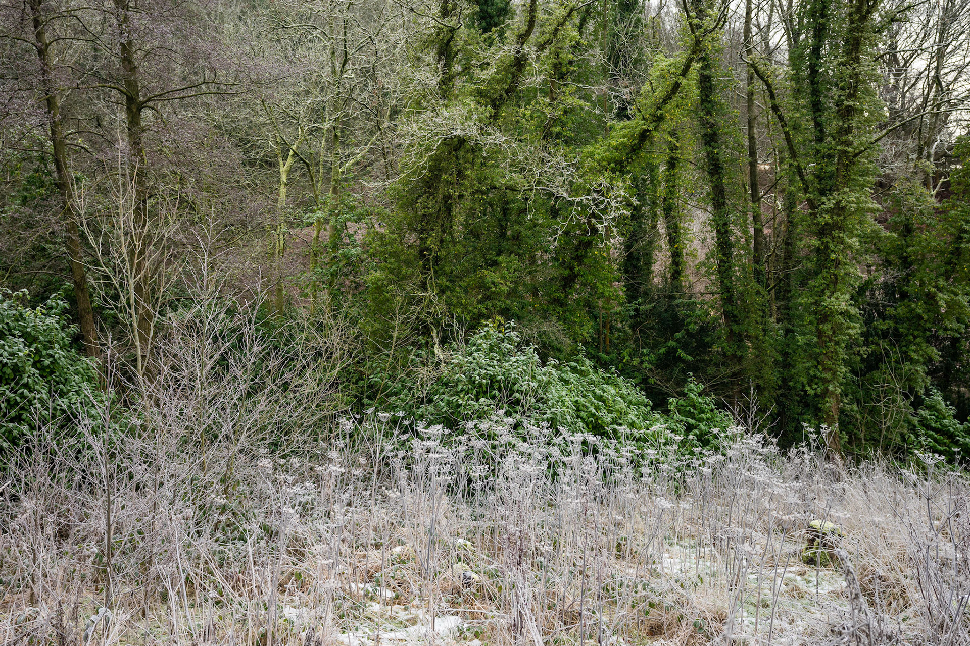 Frosted Seed Heads
