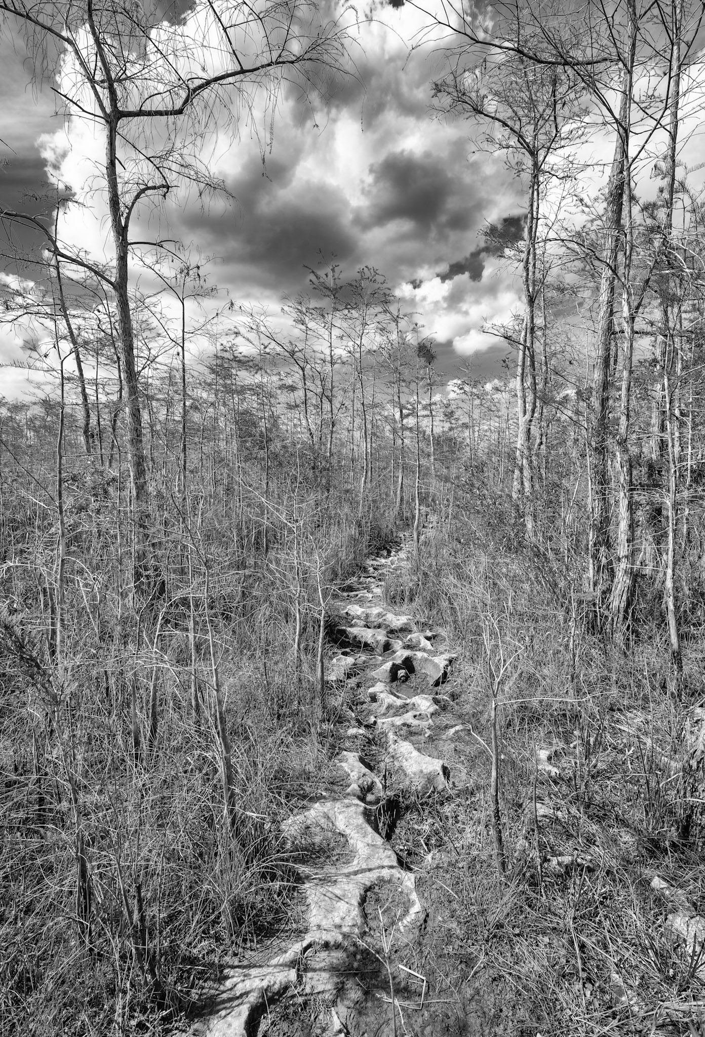 Gator Hook Trail