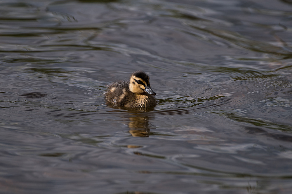 Peter Murrowood Kennington Reservoir 2 Pacific Black Duck