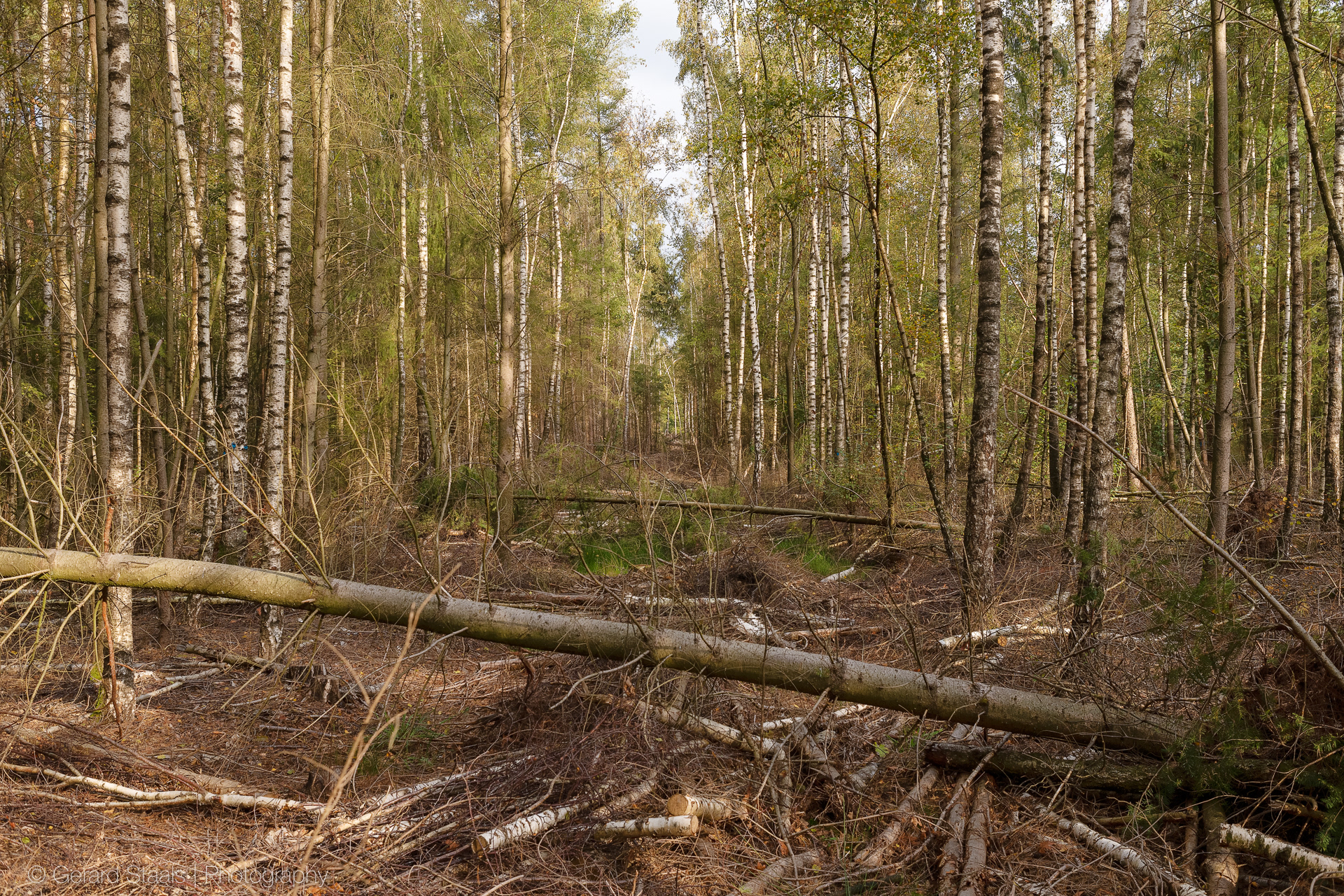 mixed forest,cut trees,fallen trees