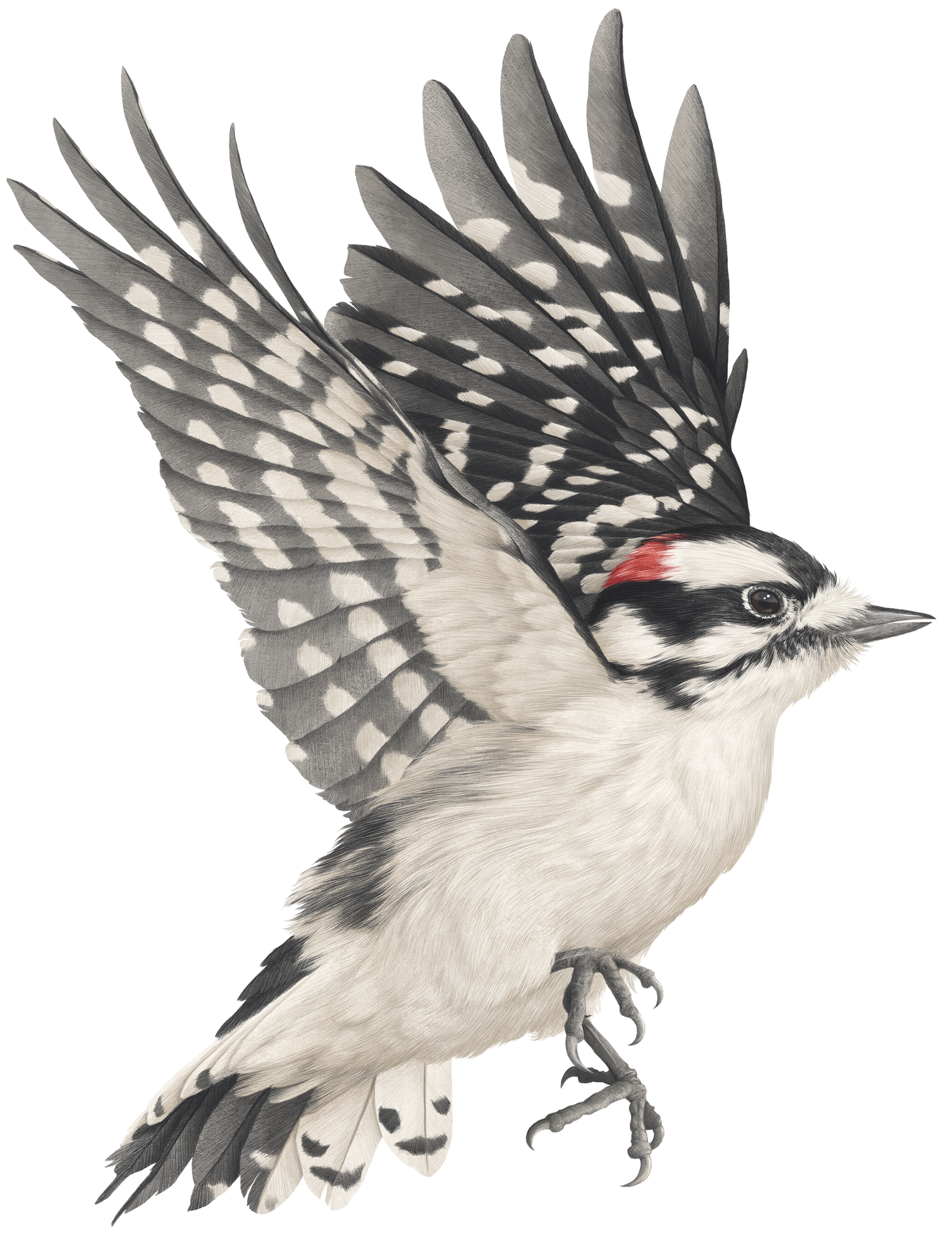 Downy Woodpecker - part of an ongoing bird studies project