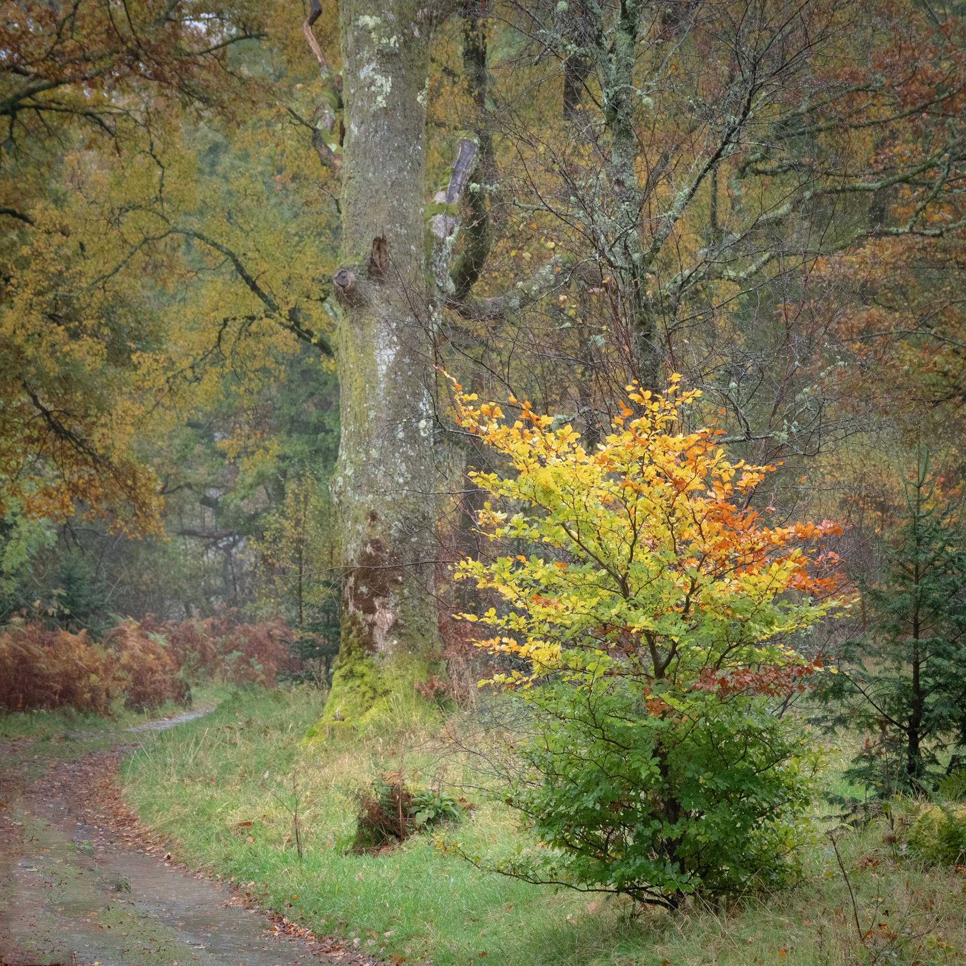 Loweswater Trees 10