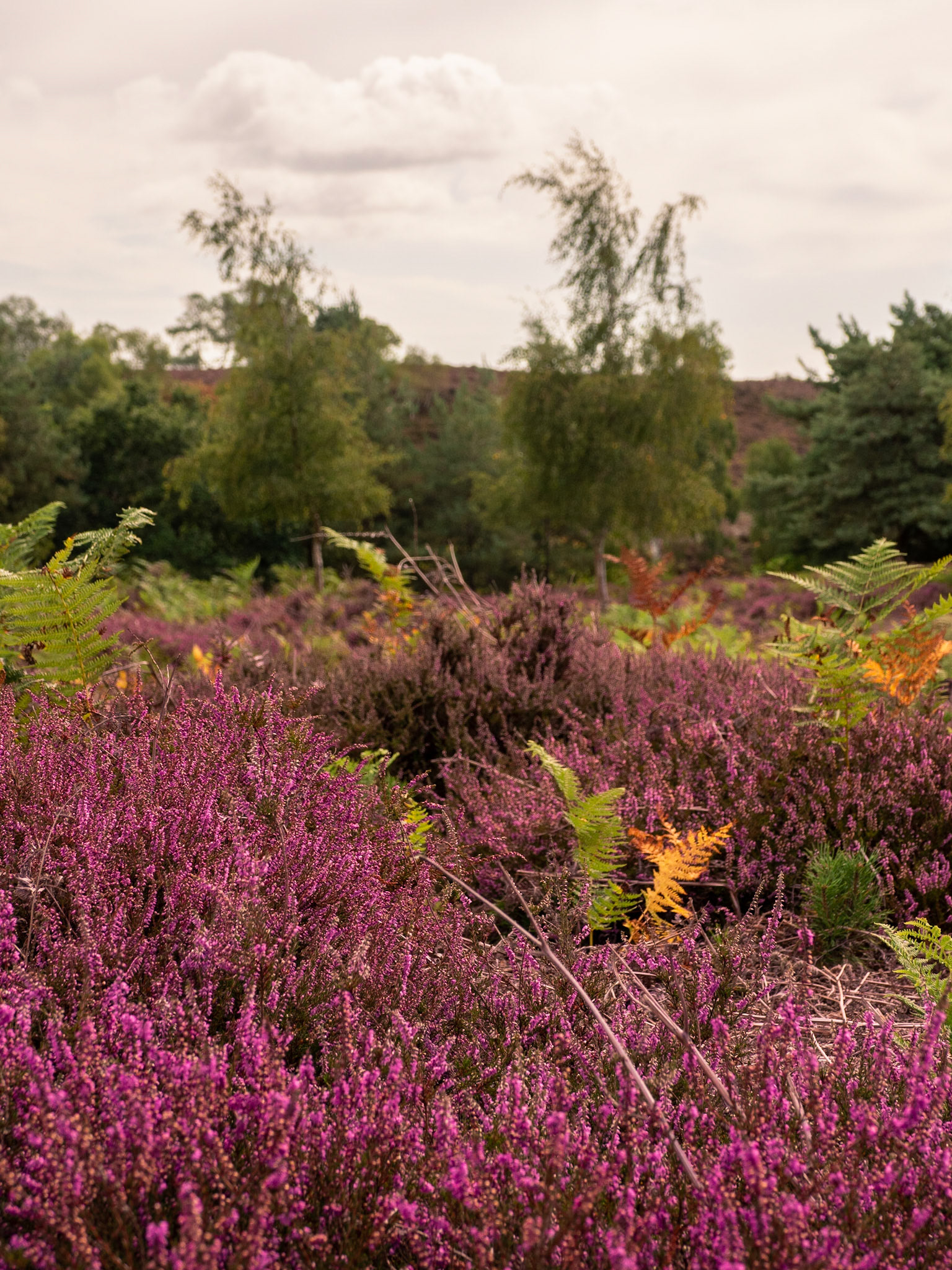 Dunwich Heather 1