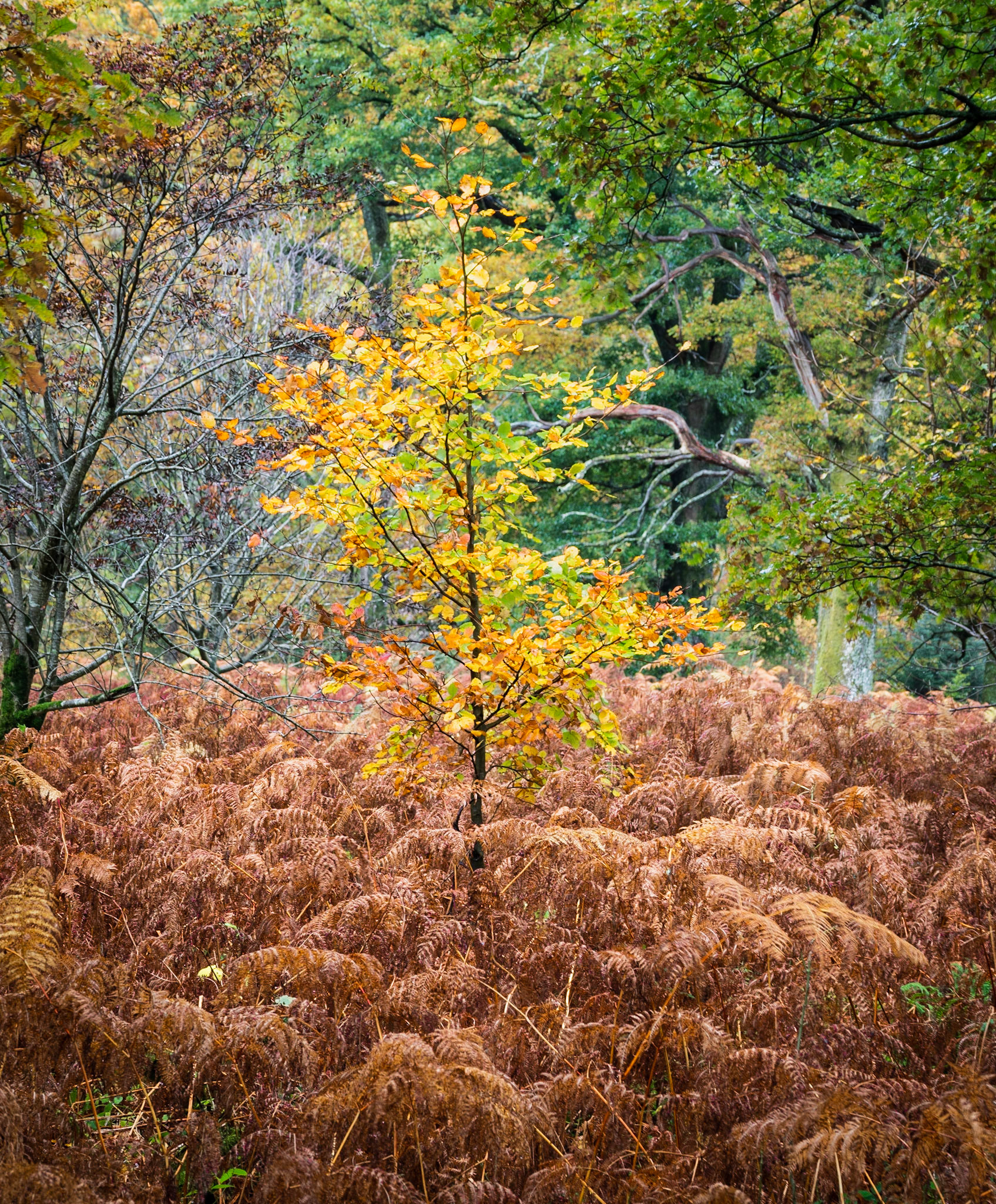 Loweswater Trees 1
