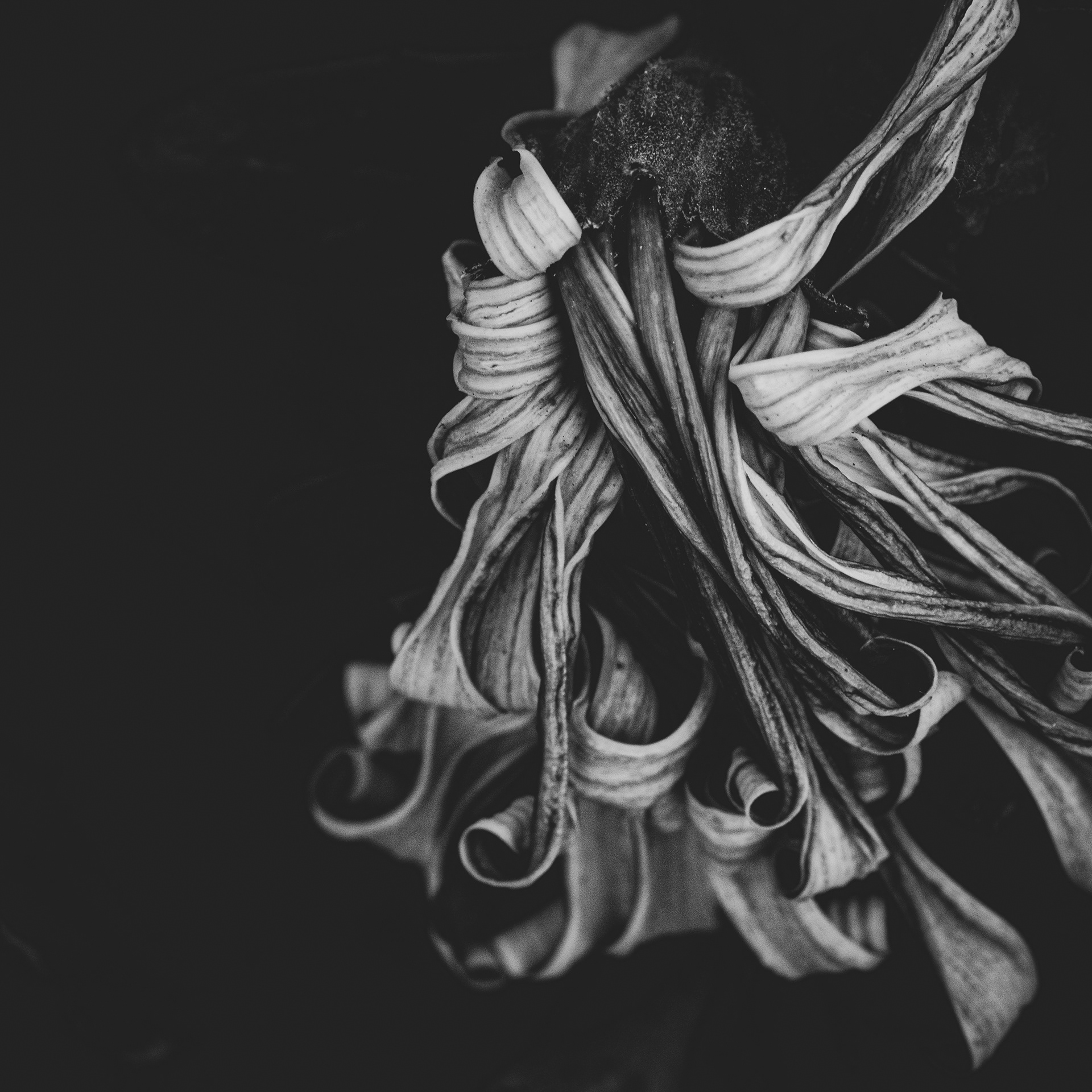 Senescent Melody