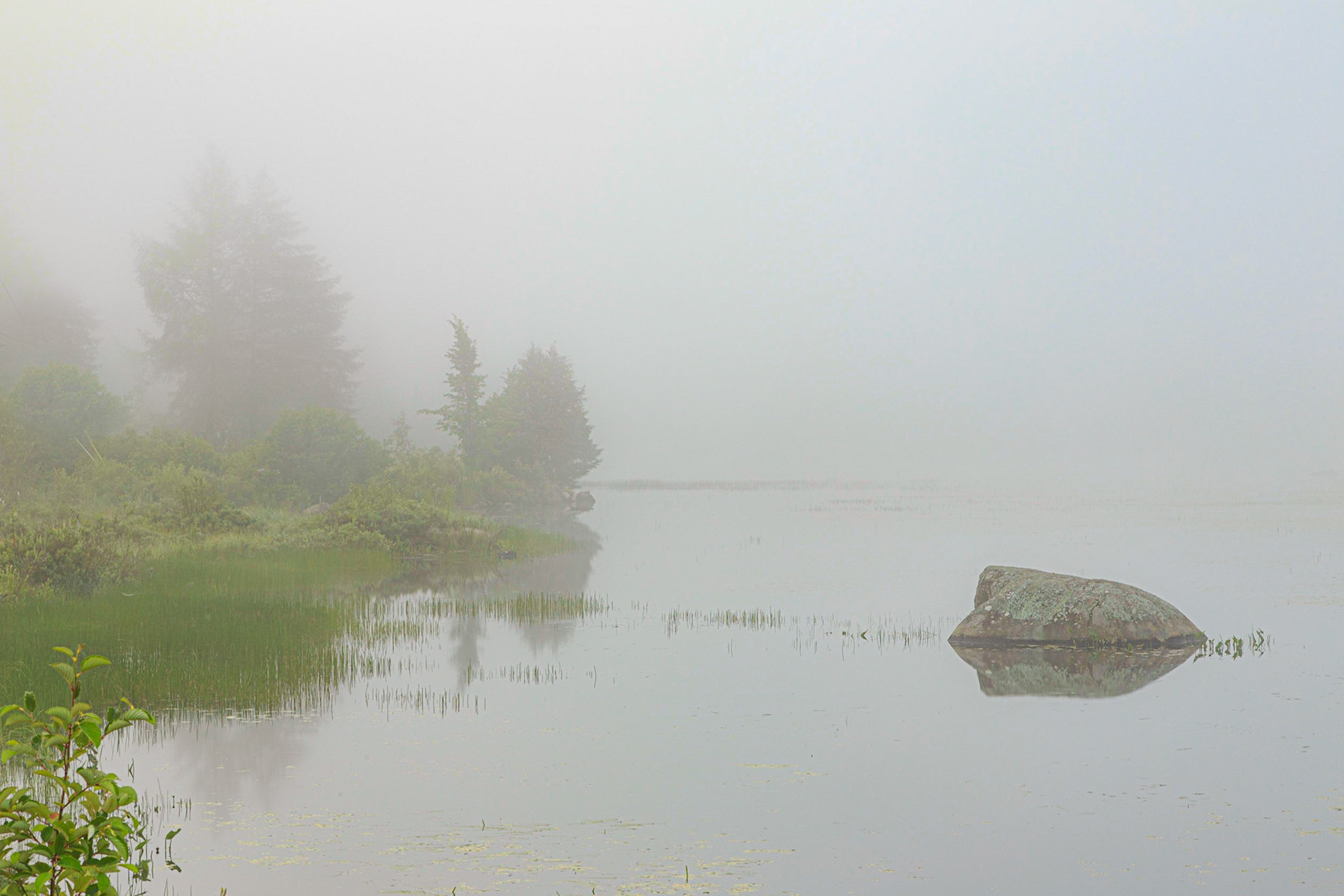 Foggy Abanakee