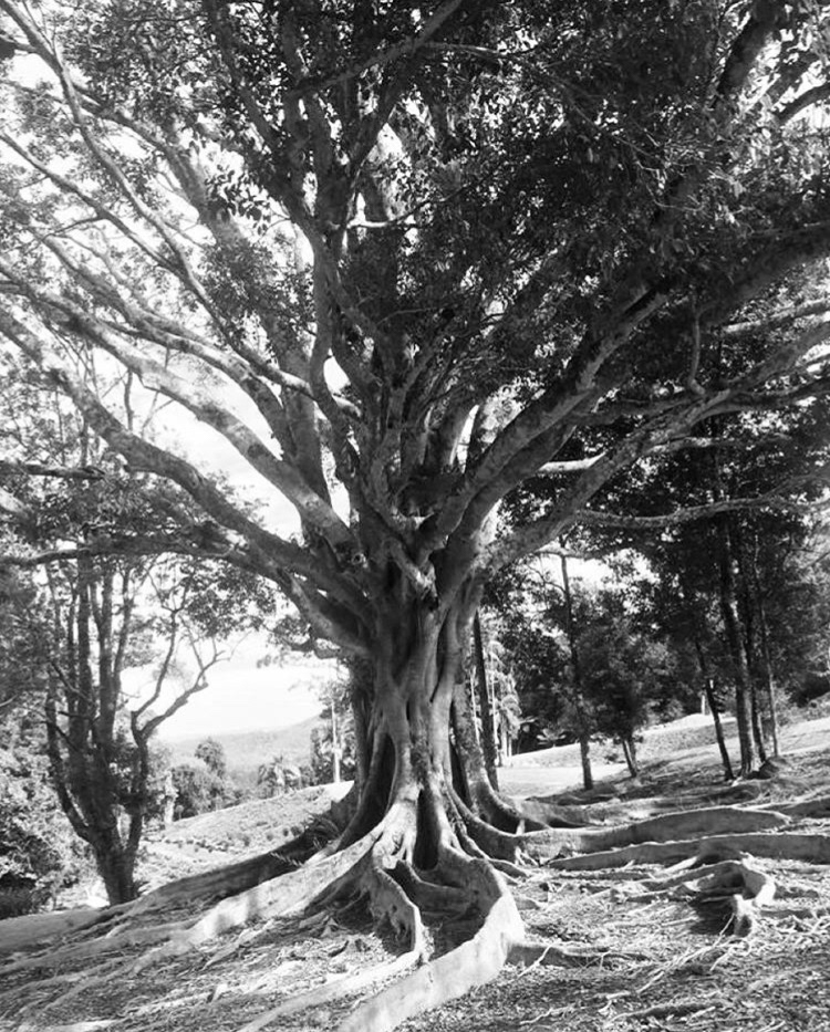 Maleny Botanical