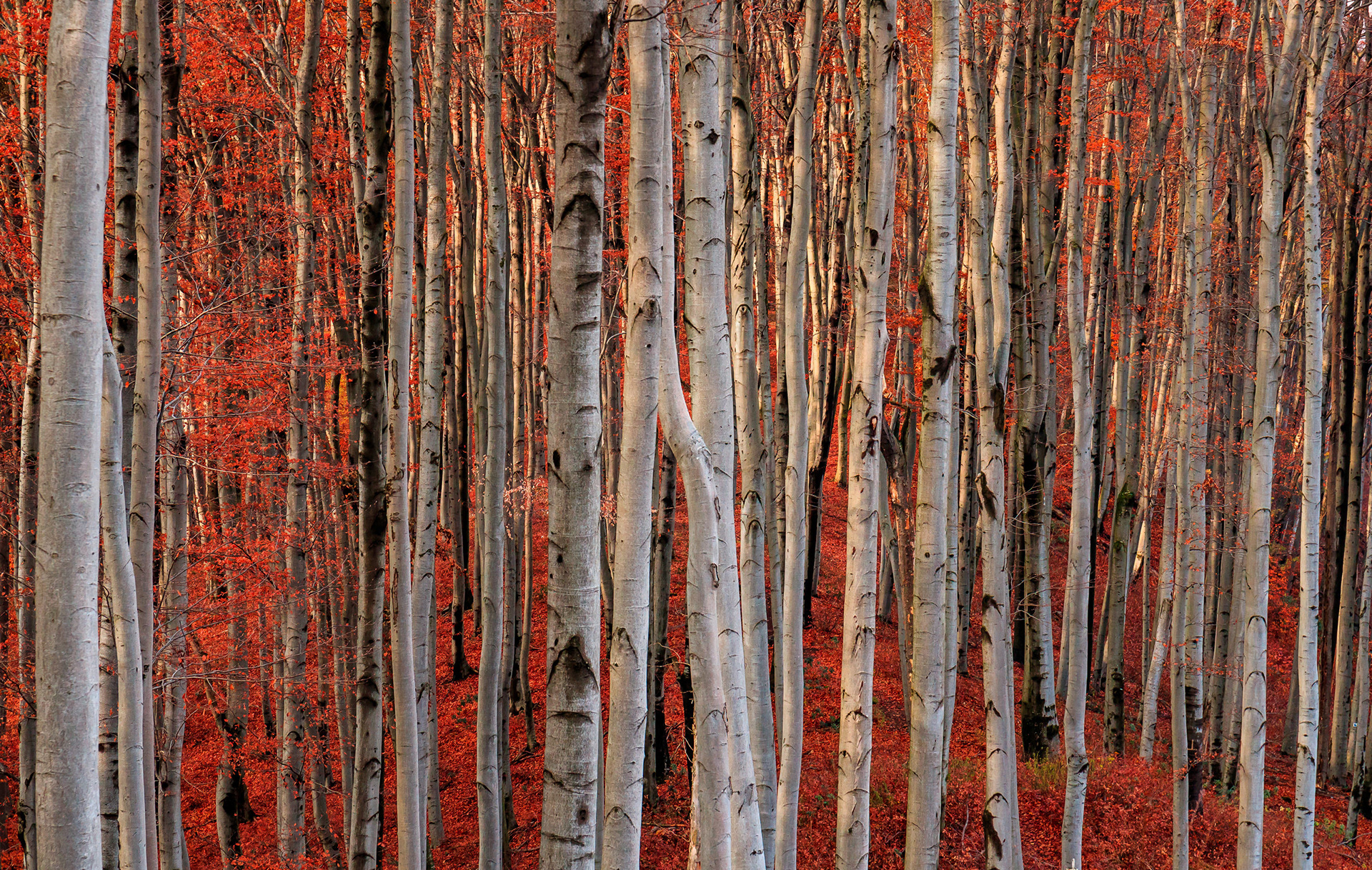2017 - Bakony - W Hungary