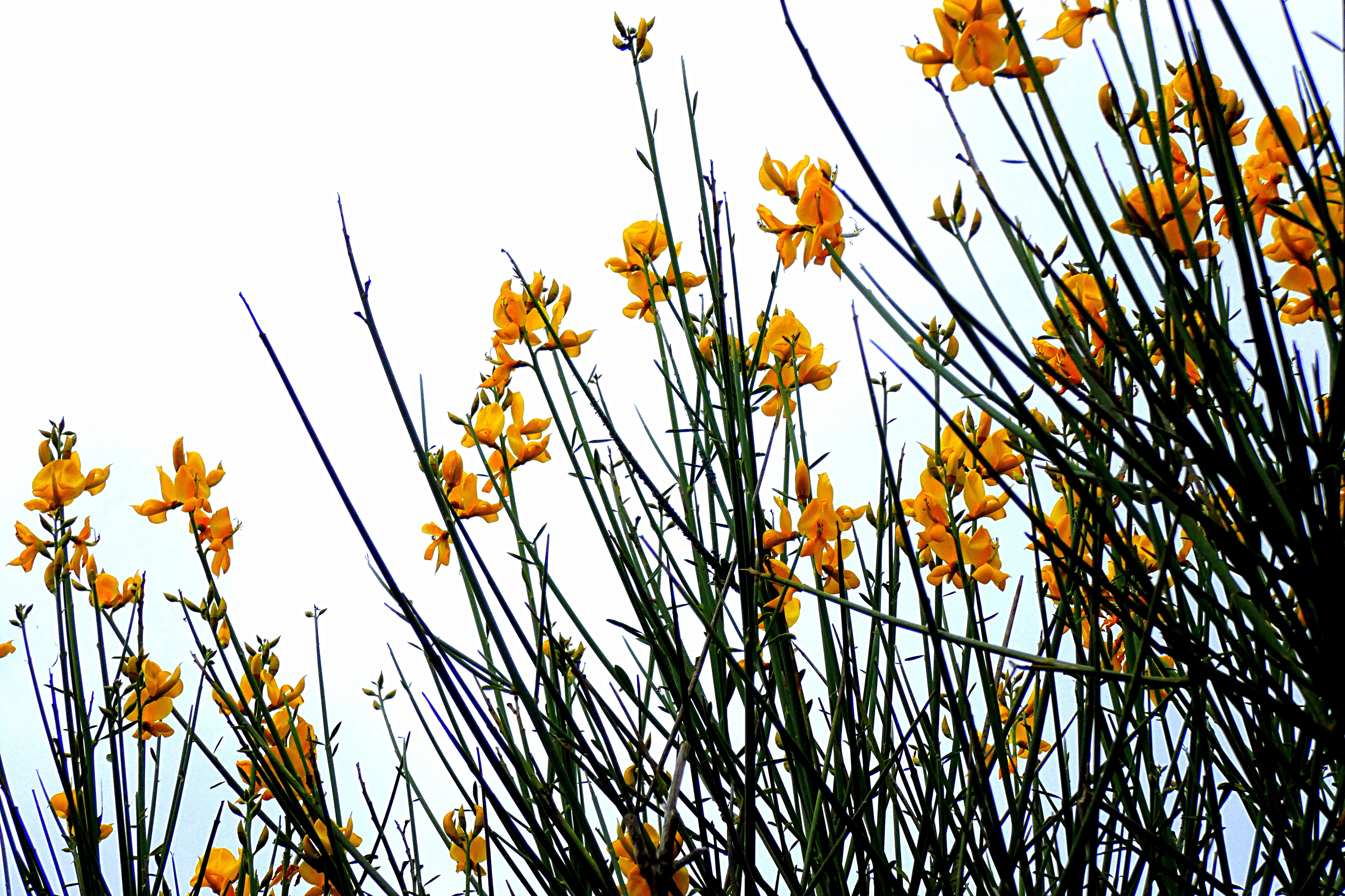 Les genets du canal du midi