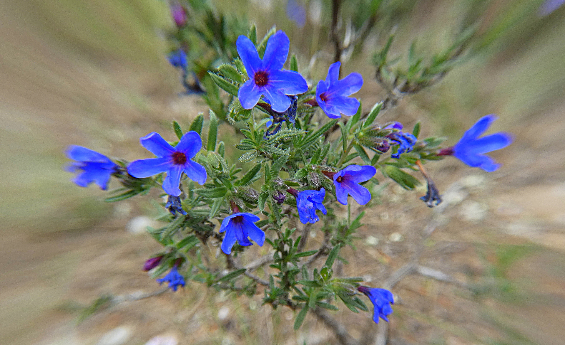 Petites fleurs sauvages de rocaille