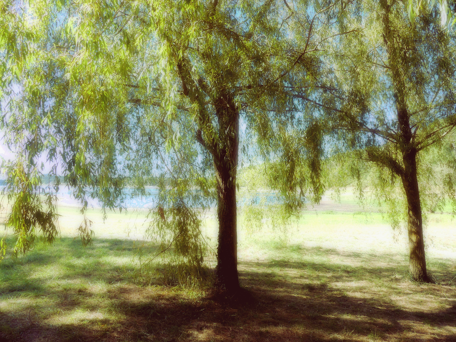 Sous les saules de St Ferréol