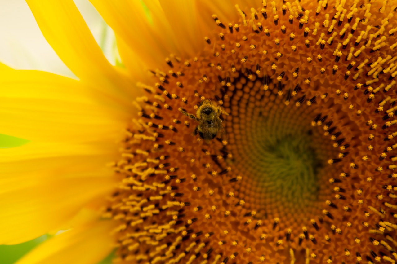 a zoomed in photo of a bumble bee resting on a sunflower