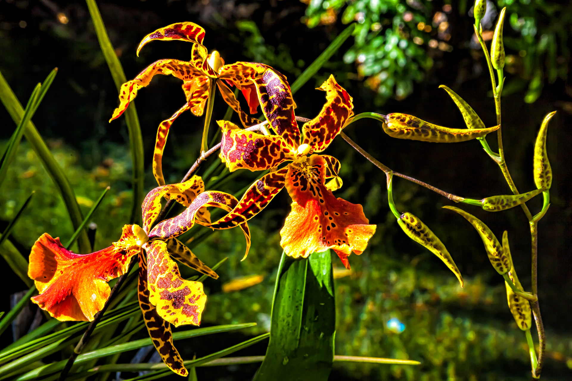 Orchids, Maui