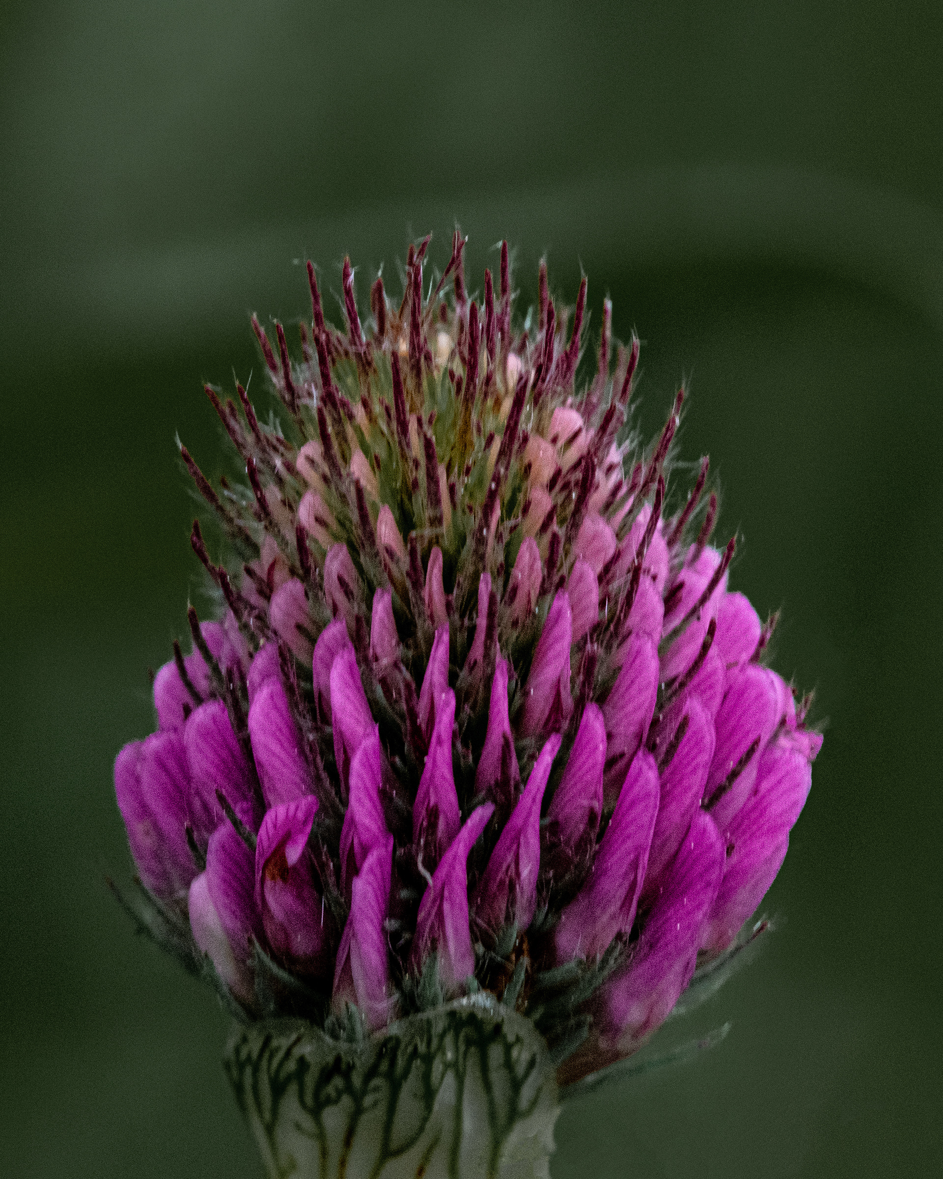 Blüte