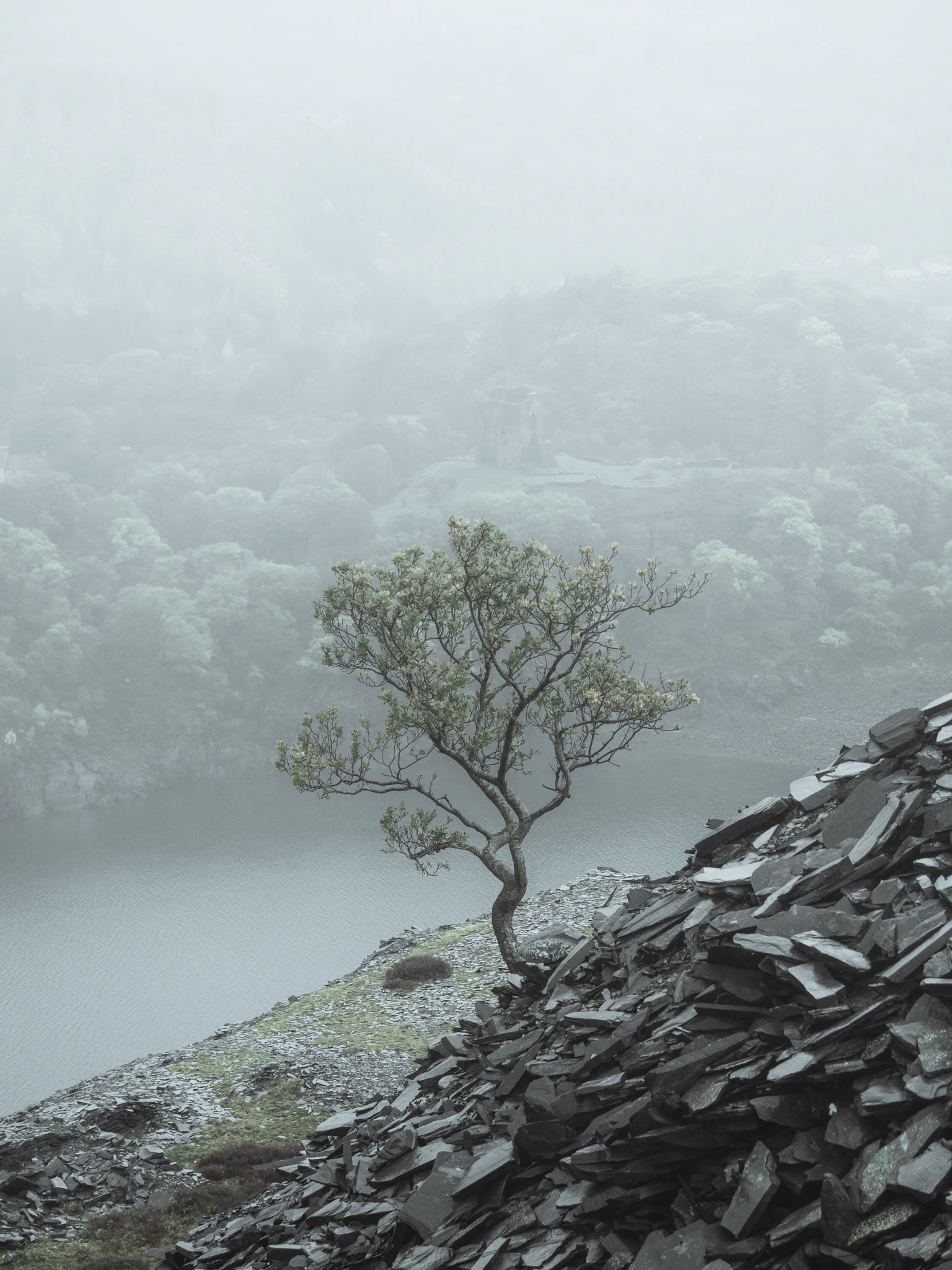 A lone tree over looking Dolbadarn Castle, shot from Dinorwic slate quarry.