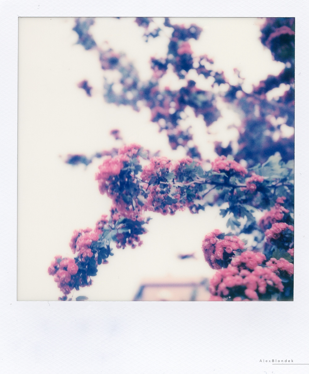 Lockdown Blossom - SX-70