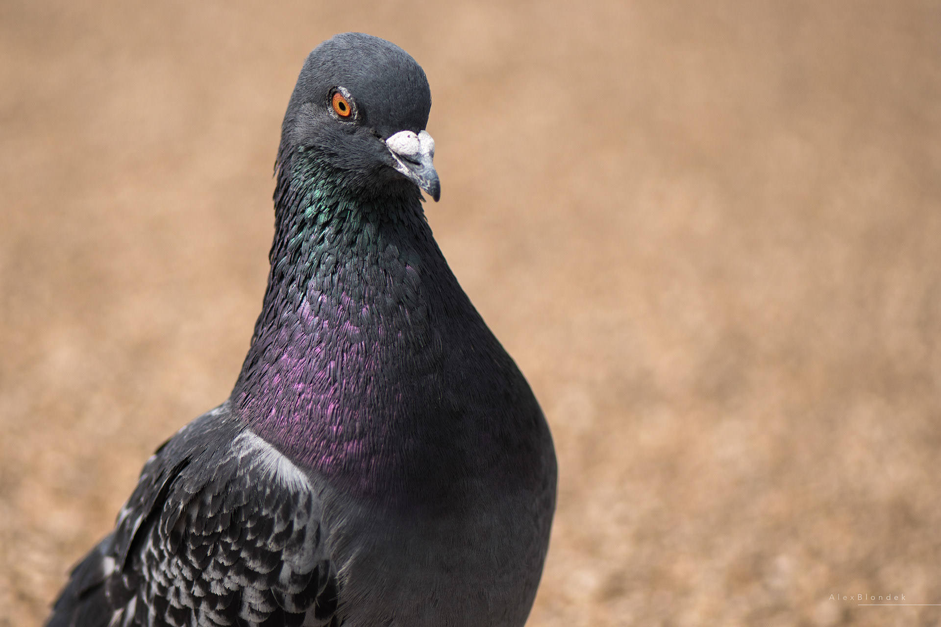 Startled Common Pigeon