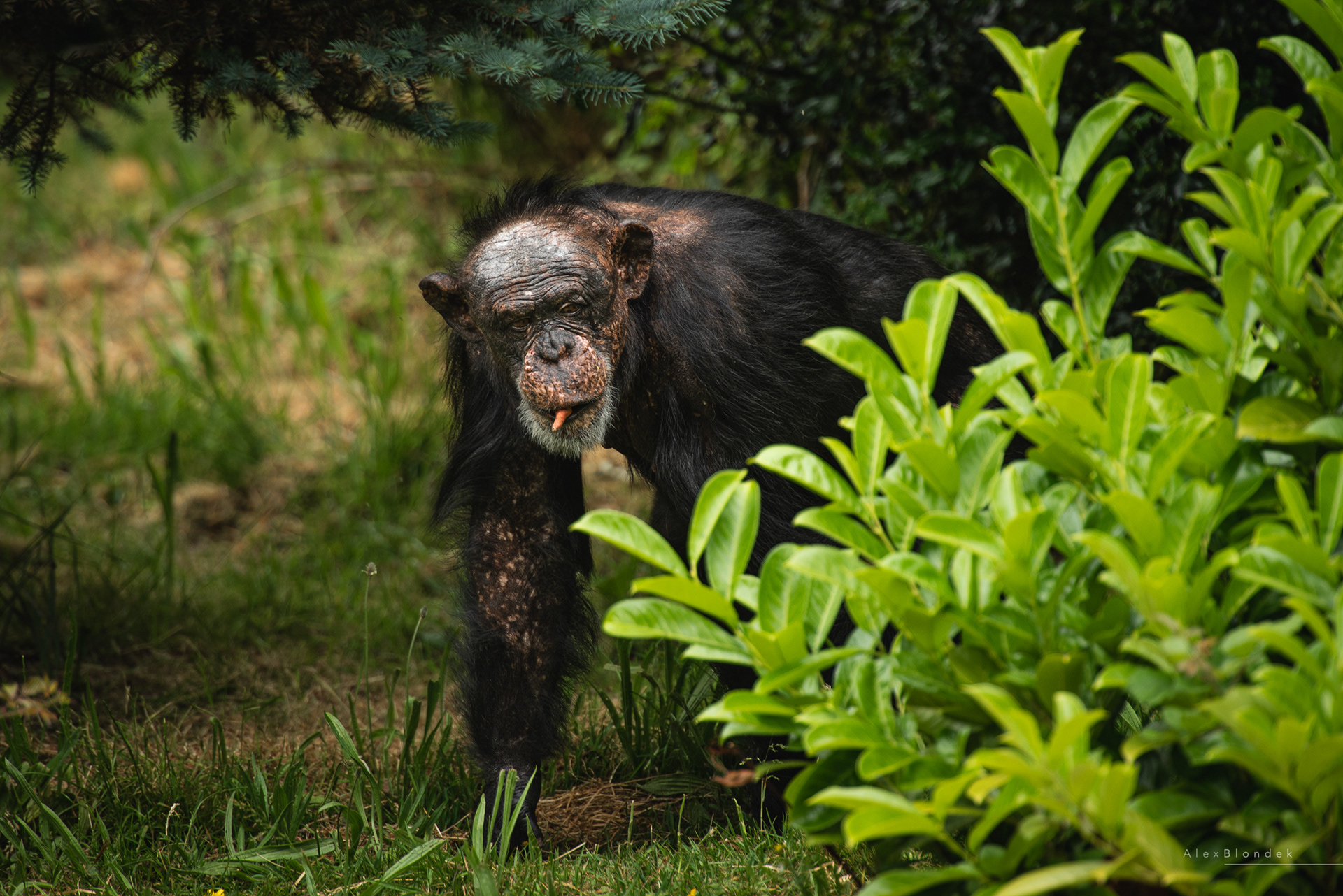 Boris - Chester Zoo